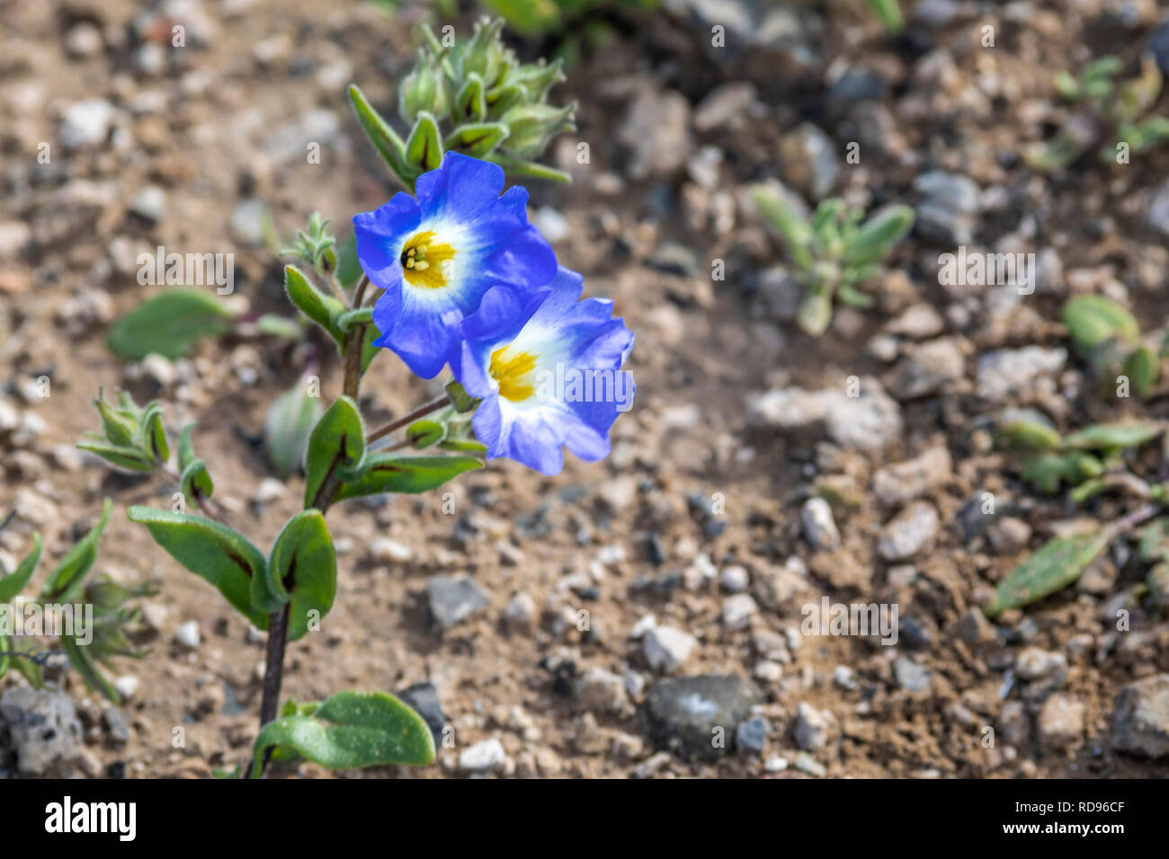 Fleurs fleuries au désert d'Atacama au printemps, de temps en temps un lit de fleurs apparaît au-dessus du sable du désert d'Atacama. Une fleur bleue de 'Suspiro' Banque D'Images