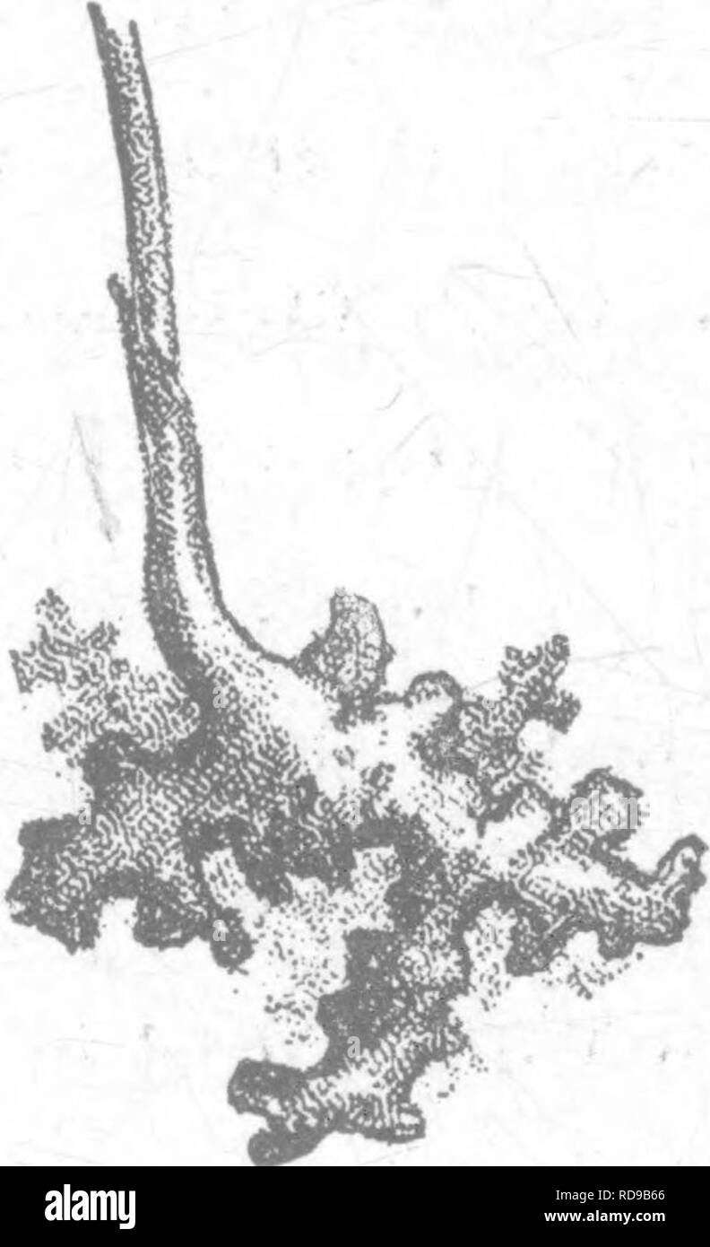 . Les orchidées de Nouvelle Angleterre ; une monographie populaires. Les orchidées. Les orchidées de la Nouvelle Angleterre. 73. espèces de la tribu. Nous avons observé que cette espèce est très fertile, d'échéance généralement tous ses ovaires." Le genre Corallorhiza (Coral-racine), ou extra-nord tropi- cal en éventail et contenant environ 10 espèces, dispose de quatre représentants dans le nord-est des États-Unis, trois d'entre elles oc- curring en Nouvelle Angleterre. Ce genre suit Liparis à Gray's botanique ; les plantes sont censés être root-parasitisme,* et envoyer jusqu'» un simple scape, meublé avec les gaines au lieu de feuilles, d'un mu Banque D'Images