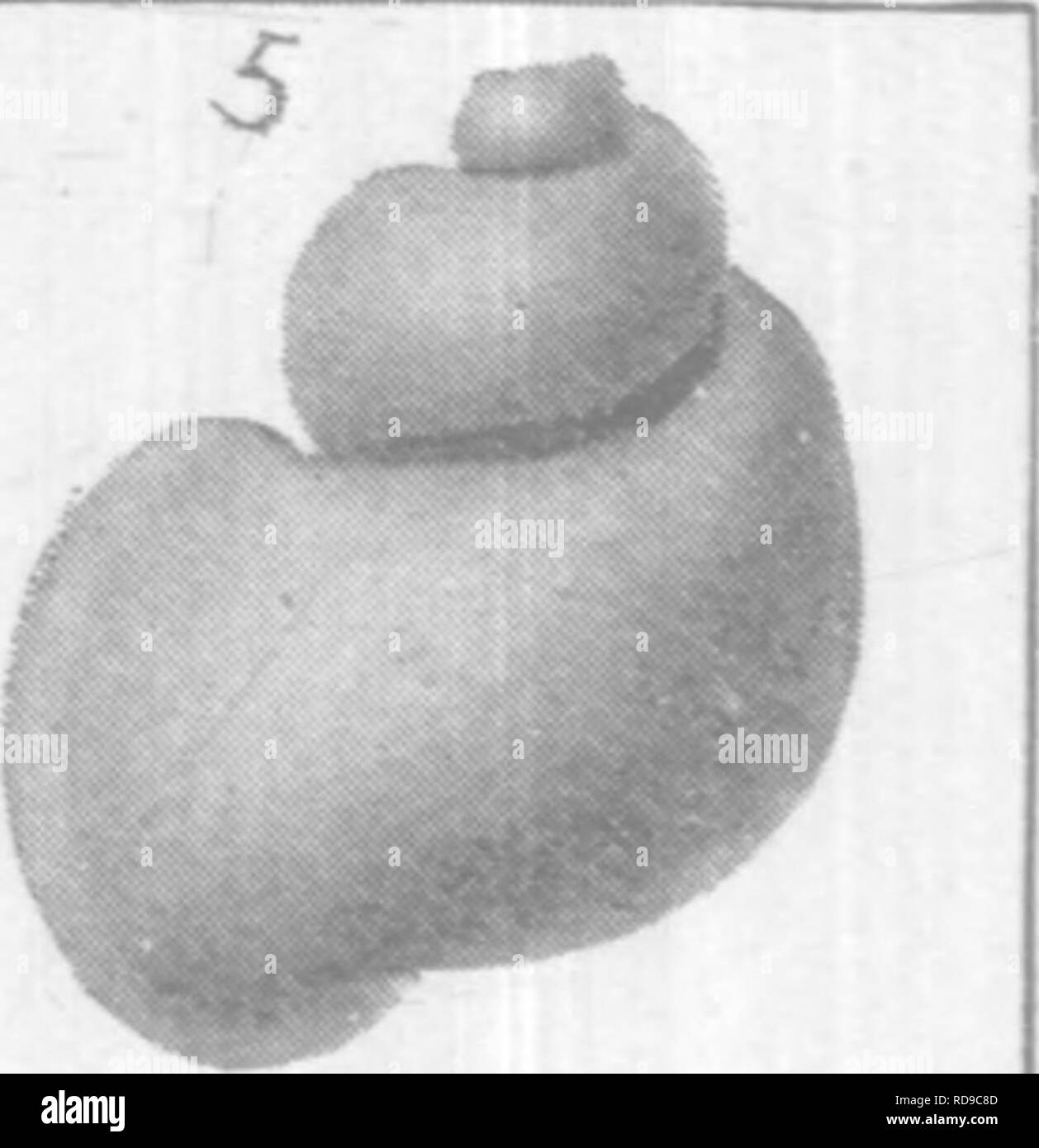 . Gasteropoda et des céphalopodes de l'argiles Raritan et marnes sables verts du New Jersey. Gastropoda, combustibles, combustibles, des céphalopodes, la paléontologie. . Veuillez noter que ces images sont extraites de la page numérisée des images qui peuvent avoir été retouchées numériquement pour plus de lisibilité - coloration et l'aspect de ces illustrations ne peut pas parfaitement ressembler à l'œuvre originale.. Whitfield, Robert Parr, 1828-1910 ; New Jersey Geological Survey. [Rapport sur la paléontologie]. Trenton, J. L. Murphy Pub. Co. Banque D'Images