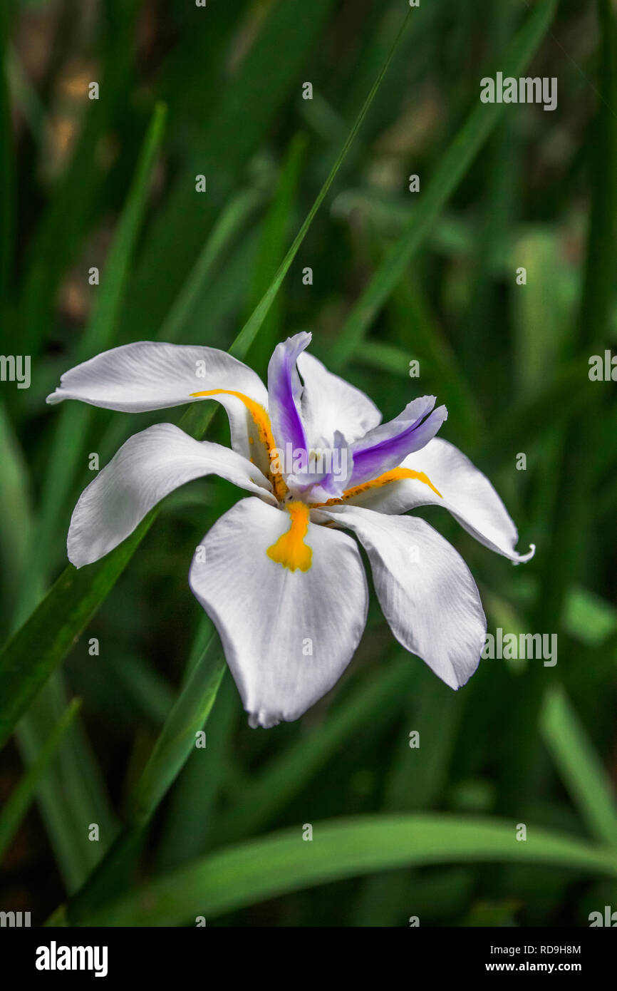 Belle fée fleur sauvage Iris close-up photo Banque D'Images