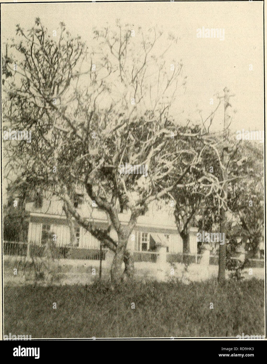 . L'examen de Cuba. T H E CUBA REV IE PLAT 21. Dans Frangripani Barbadoes avant les feuilles semblaient le parfum de ces fleurs est due à une huile volatile présent, et c'est d'un intérêt de savoir que jusqu'à présent, cette huile n'a pas été extrait des fleurs de manière commerciale, comme dans le cas de champaca ou l'ylang-ylang. Efforts en ce sens ont été faites avec les fleurs d'une espèce des Philippines, mais rien de définitif n'a été accom- plished dans la tentative. Le parfum frangipanier commerciale n'est pas un produit de la fran- gipani fleurs, comme on l'imagine, mais est préparé par m Banque D'Images