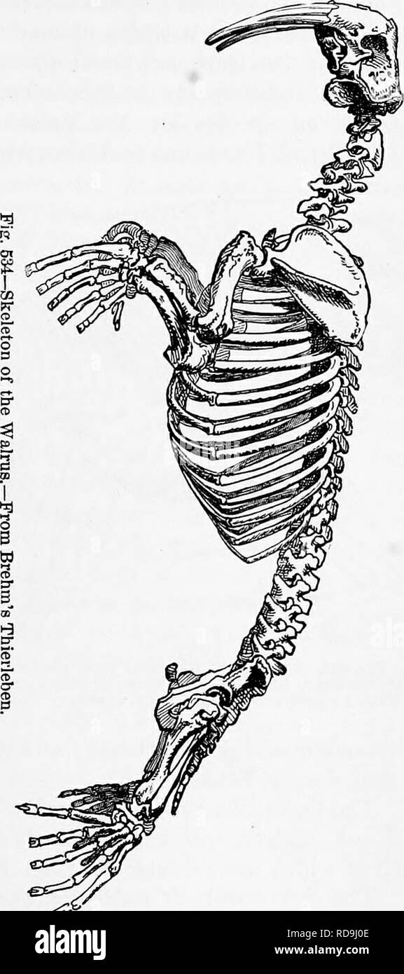 . Zoologie : pour les étudiants et les lecteurs en général . Zoologie. Les OURS ET LEURS ALLIÉS. 616 connectés ; le poignet et pied uniquement projeter au-delà de la peau de tlic corps, et il n'y a pas d'oreilles externes, ou seulement des petits. Le walrus (Fig. 534), les joints, et les otaries ou lions de mer {OtariidcB) sont les types des Carnivores aquatiques ; les lions de mer peuvent marcher à quatre pattes, et dans certaines particularités du crâne ils resem- ble l'ours. Des terrestres, Carnivora, normal le raton laveur, coati, Cerco- le-etc, et l'ours, avec un certain nombre de formes disparues, sont le plus généralisé ou Banque D'Images