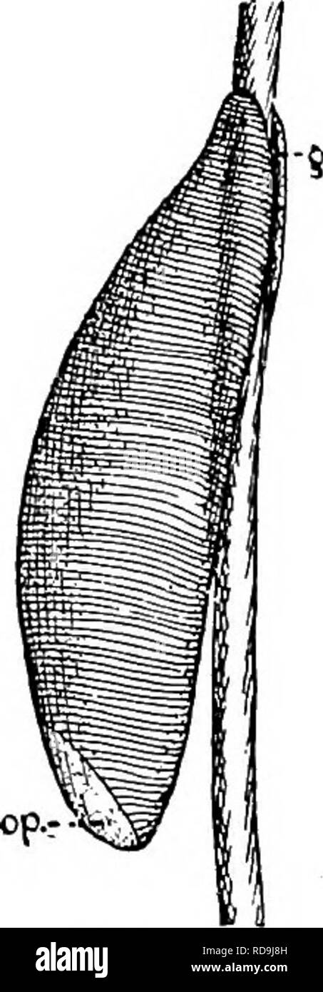 Des Parasites Animaux Et La Maladie Humaine Parasitologie Medicale Insectes En Tant Que Porteurs De La Maladie 524 Des Vers Et Des Mouches Et Surtout Sans Myiase Des Consequences Graves