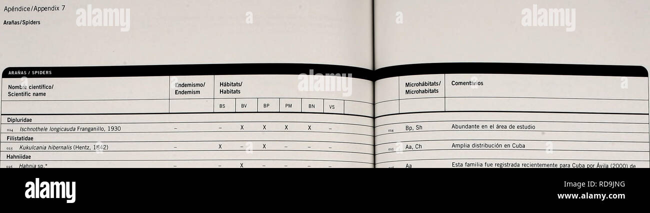 . Cuba : Parque Nacional la Bayamesa. Histoire naturelle ; des réserves et des parcs nationaux ; l'évaluation écologique (biologie) ; la conservation de la faune. Ap/^Arafias ndice Annexe 7/les araignées. Des amphinectidae 017 Florinda coccinea (Hentz, 1850) Frontinella sp.' Lycos idae Lycosa sp. Oxyopidae Peucetia vihdans (Hentz, 1832) Anopsicus Leptopholcus delicatulus sp.* Franganillo. 193Q Modisimus pavidus Bryant, 1940* Physocyclus globosus (Araneae, 1873) Agobardus prominens Bryant, 1940 Anasaitis' ojs sp. Jo7 Menemerus bivittatus (Dufour, 1831)' regius Phidippus C.L. Koch, 1846* Sidusa turquinensis Bryant, Silo 1940 Banque D'Images