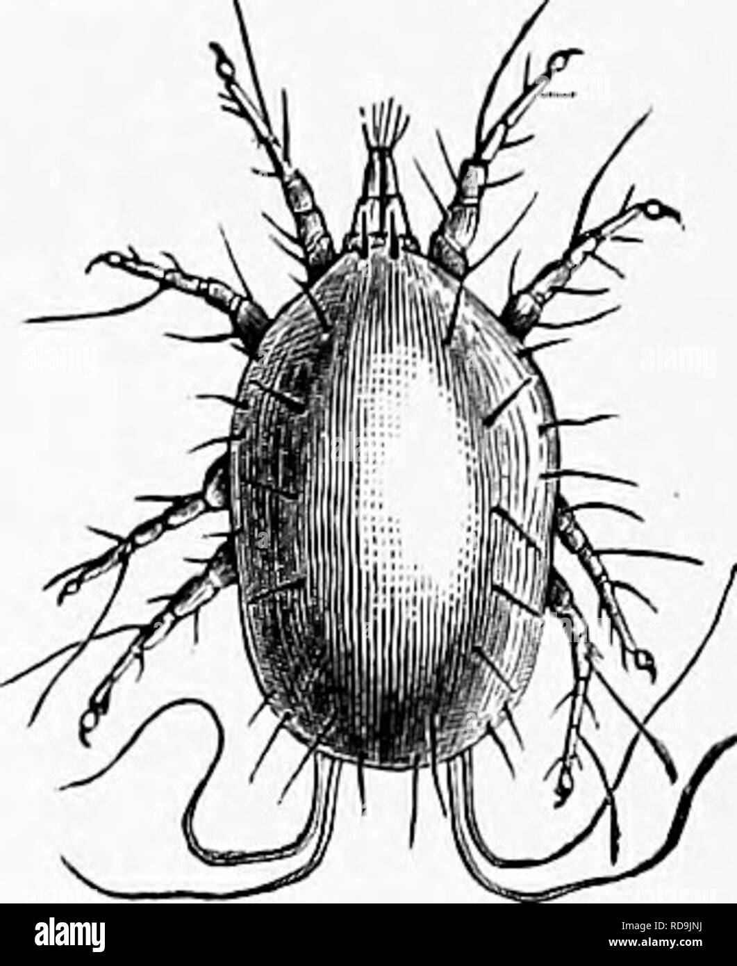 . Zoologie : pour les étudiants et les lecteurs en général . Zoologie. Fig. 314.-sucre-mite. Beaucoup d'en- larged. TPig. 313.-l'Ixodes bovis. La taille naturelle et élargie.. Veuillez noter que ces images sont extraites de la page numérisée des images qui peuvent avoir été retouchées numériquement pour plus de lisibilité - coloration et l'aspect de ces illustrations ne peut pas parfaitement ressembler à l'œuvre originale.. Packard, A. S. (Alpheus Spring), 1839-1905. New York : Henry Holt Banque D'Images