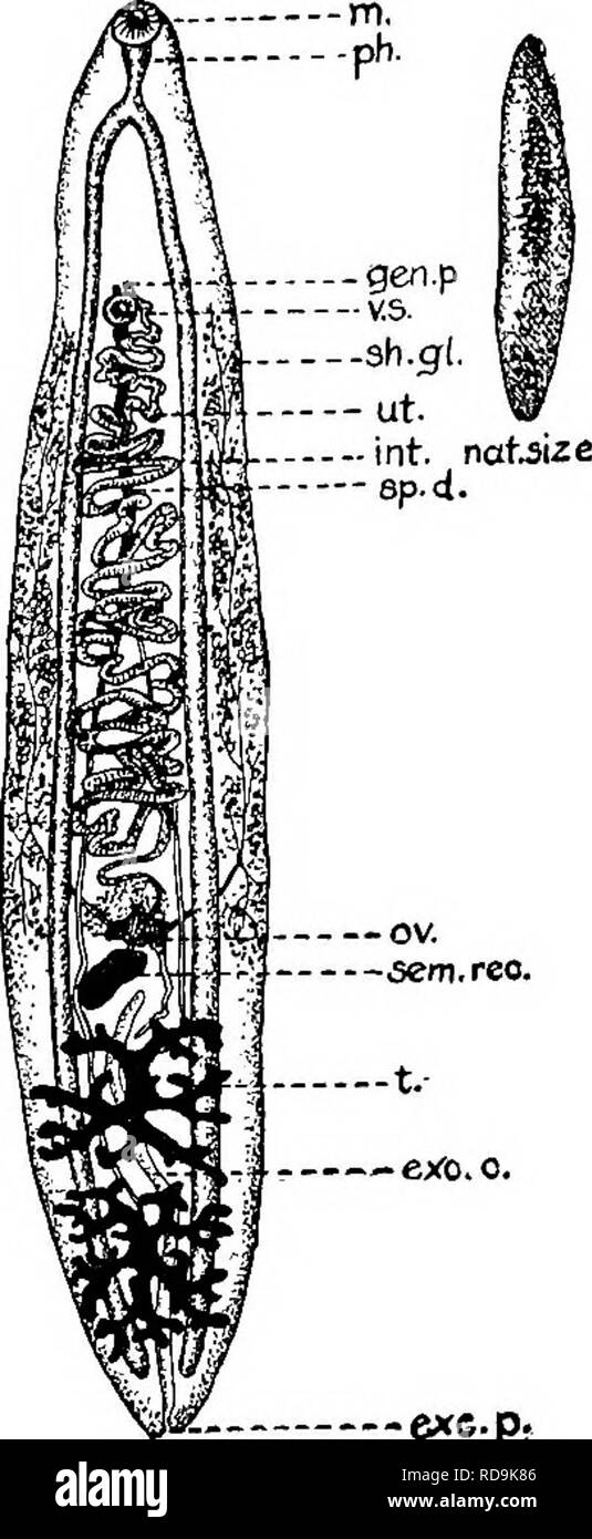 . Des parasites animaux et la maladie humaine. Parasitologie médicale ; insectes en tant que porteurs de la maladie. 224 L'accès aux douves à l'organisme humain. La maladie aurait augmenté au Pérou, ayant été introduit par des ouvriers chinois et japonais. Si c'est vrai que certains animaux Péruvien, probablement un crabe d'eau douce, doit servir d'hôte intermédiaire. Ceci suggère que la maladie si une fois introduit pourraient s'épanouir dans d'autres pays, en particulier là où l'eau douce, les crustacés sont consommés. Douve (infection est évidemment une autre maladie pour laquelle une quarantaine doivent être établies. Des douves du foie bien Banque D'Images