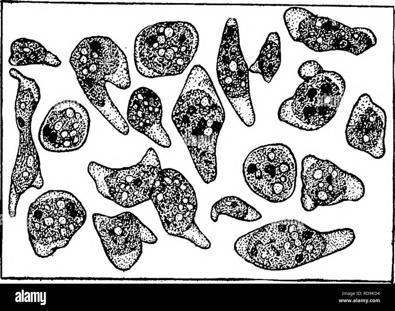 . Des parasites animaux et la maladie humaine. Parasitologie médicale ; insectes en tant que porteurs de la maladie. amebtE de la bouche 141 endoplasme effusion dans plus tard. La reproduction de ces animaux Uttle est par une simple division du corps en deux quand ils ont grandi suffisamment grand pour se sentir lourd comme des personnes. Bien que les kystes sont formées pour la protection contre. Fig. 41. Endamceba gitigivalis de formes communes, des droits de l'embouchure, x 650. (Après la basse et Johns.) un environnement défavorable, pas de multiplication dans les kystes a été observé comme se produit dans Endamceba ou coli E. histolytica. La c Banque D'Images