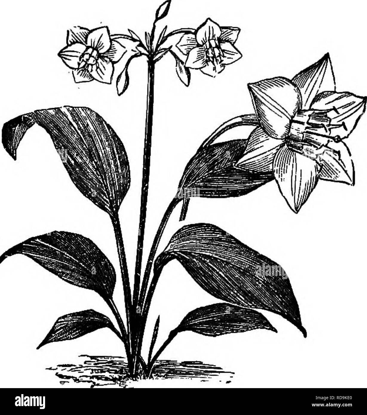 . Henderson's Handbook de plantes et d'horticulture. Le jardinage, la botanique. Les MNE-EETTHKONIUM {CANIS CHIEN-DENT VIOLET.). EnOHAEIB AMAZOHIOA. EULAUA OBACILLmA.. Veuillez noter que ces images sont extraites de la page numérisée des images qui peuvent avoir été retouchées numériquement pour plus de lisibilité - coloration et l'aspect de ces illustrations ne peut pas parfaitement ressembler à l'œuvre originale.. Henderson, Peter, 1822-1890. New York, P. Henderson &AMP ; Co. Banque D'Images