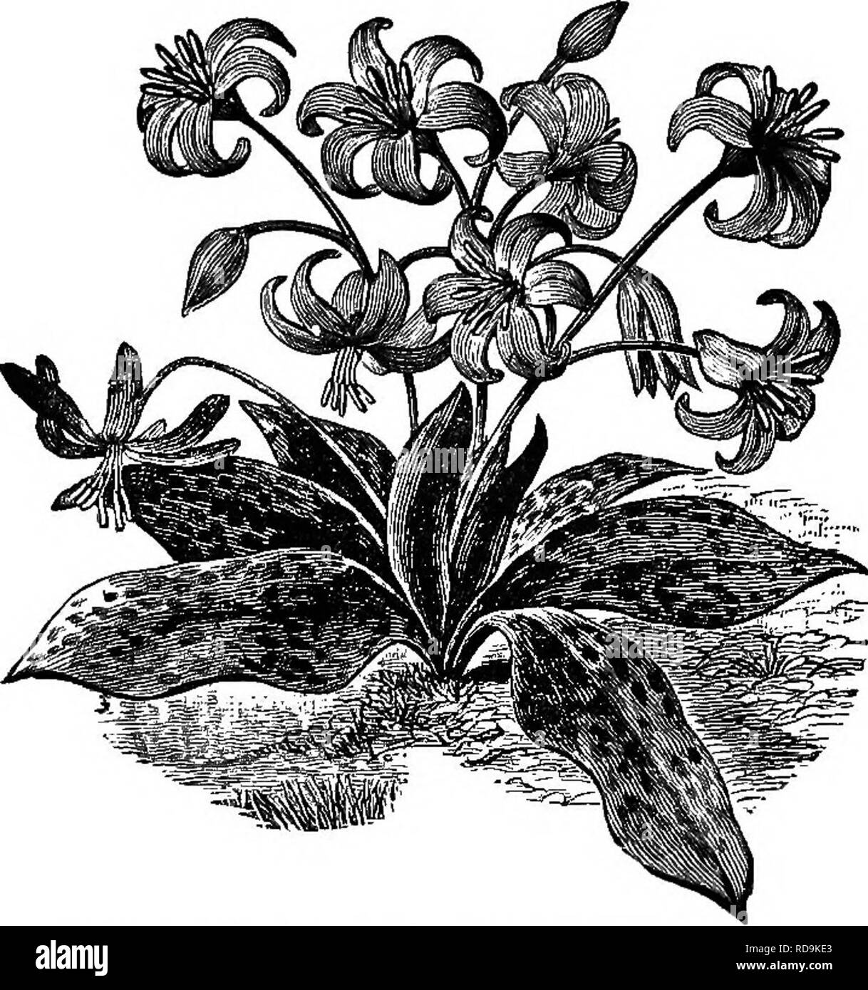 . Henderson's Handbook de plantes et d'horticulture. Le jardinage, la botanique. Les MNE-EETTHKONIUM {CANIS CHIEN-DENT VIOLET.). Veuillez noter que ces images sont extraites de la page numérisée des images qui peuvent avoir été retouchées numériquement pour plus de lisibilité - coloration et l'aspect de ces illustrations ne peut pas parfaitement ressembler à l'œuvre originale.. Henderson, Peter, 1822-1890. New York, P. Henderson &AMP ; Co. Banque D'Images