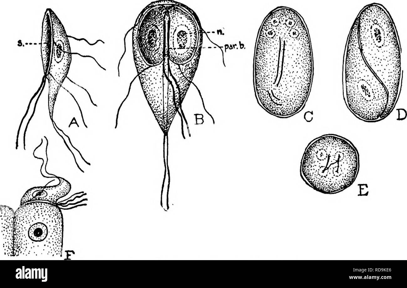 . Des parasites animaux et la maladie humaine. Parasitologie médicale ; insectes en tant que porteurs de la maladie. Les flagellés et ciliés intestinale 124 cysted forme a très rarement été observés, et certains auteurs ont même été jusqu'à dire qu'il n'a pas lieu. Il est bien connu que la division en deux individus a lieu après l'en- cystment, et Wenyon a récemment exprimé l'avis que si la division est terminée avant que le kyste est expulsé du corps de l'hôte, le kyste peut éclater et libérer les deux animaux,. La FiQ. 33. (Giardia lamblia) ou iniestinalis ; A, vue latérale (s. sucker-comme depres- s Banque D'Images