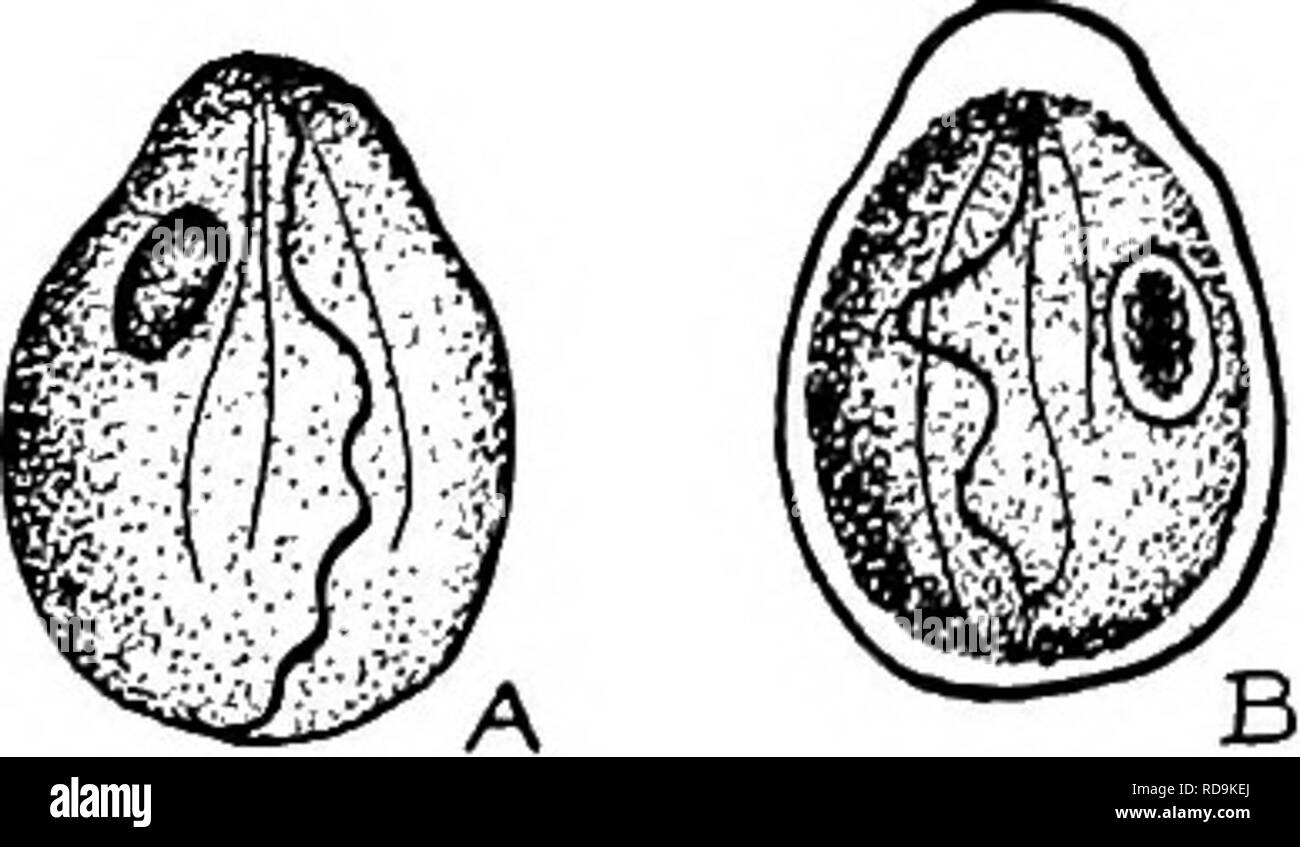 . Des parasites animaux et la maladie humaine. Parasitologie médicale ; insectes en tant que porteurs de la maladie. Les flagellés et ciliés intestinale 120 au lieu de trois ont été décrits, mais ils ne sont pas si courant et il semble y avoir de place pour le doute quant à savoir si ceux-ci peuvent ne pas être les formes anormales ou des étapes de la division d'une espèce. Goodey décrit la forme de la bouche du parasite comme ayant quatre flagelles. La trichomonase nage par flagellation active les mouvements de la vague de flagelles et par des mouvements de la membrane ondulante. Le corps s'articule comme l'animal wends son chemin à travers la semi-hquid substances dans lesquelles il les UV Banque D'Images