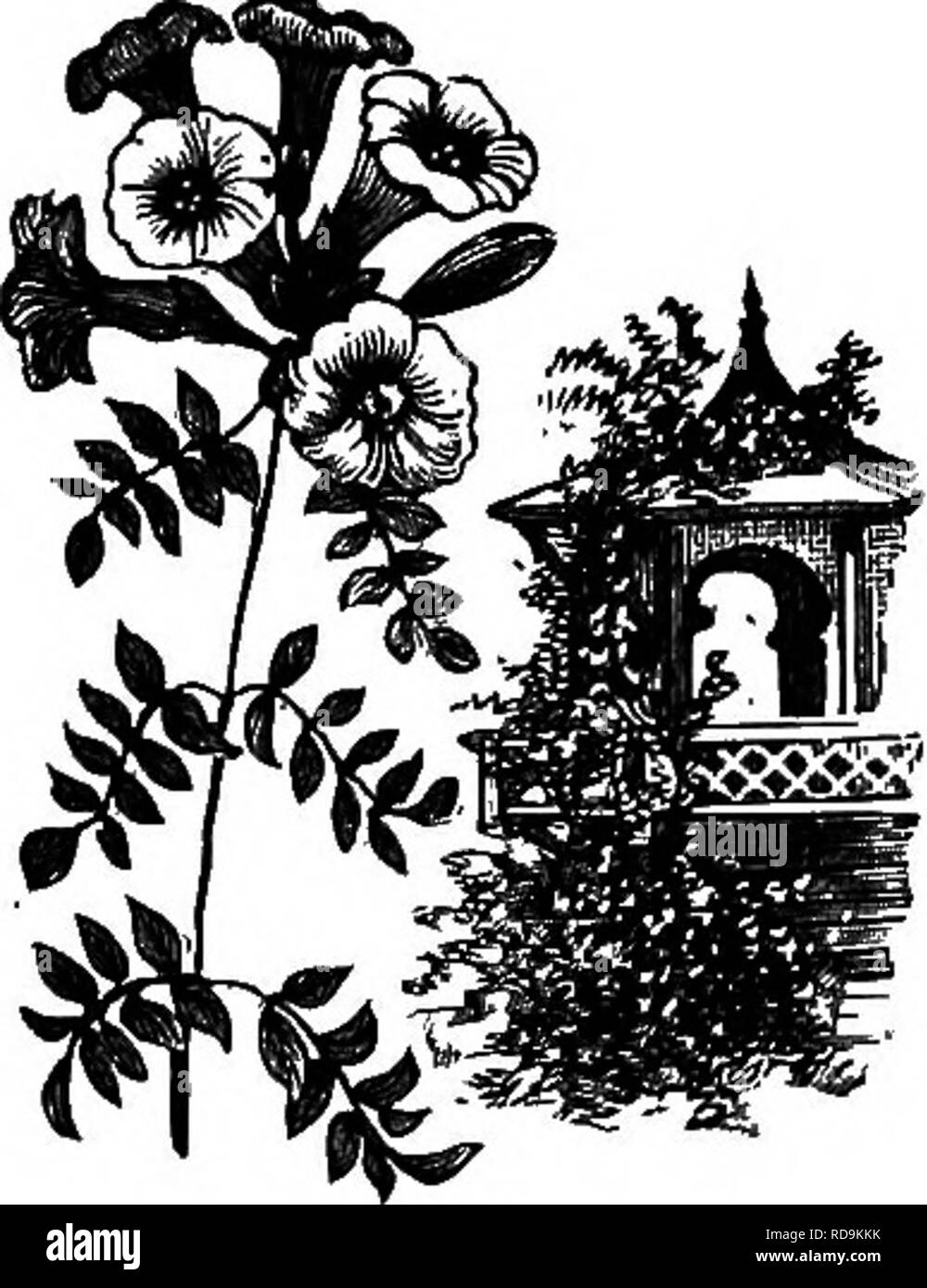 . Henderson's Handbook de plantes et d'horticulture. Le jardinage, la botanique. BIGNONIA. BBUSBEIiB SPBOXTTB.. Veuillez noter que ces images sont extraites de la page numérisée des images qui peuvent avoir été retouchées numériquement pour plus de lisibilité - coloration et l'aspect de ces illustrations ne peut pas parfaitement ressembler à l'œuvre originale.. Henderson, Peter, 1822-1890. New York, P. Henderson &AMP ; Co. Banque D'Images