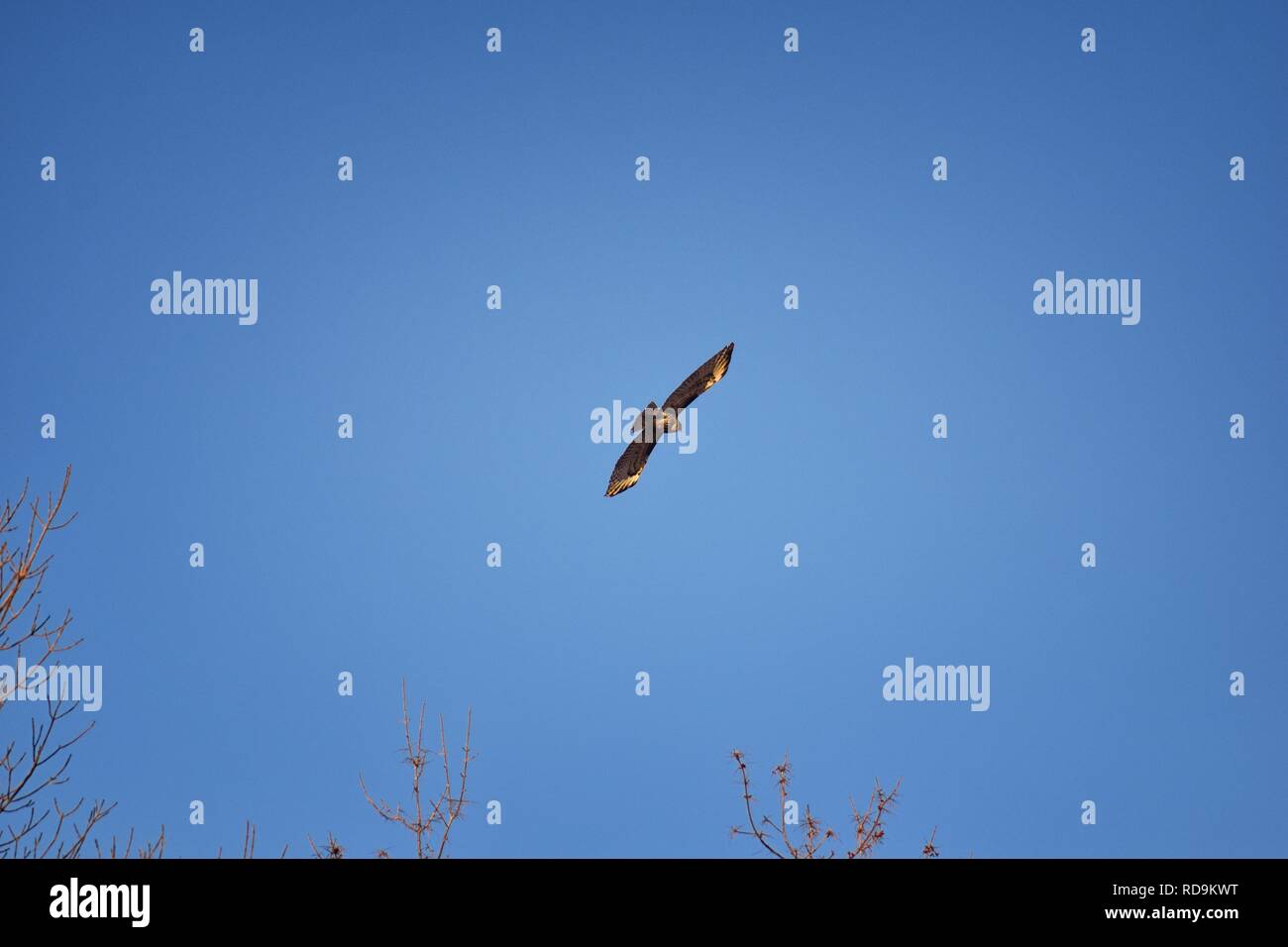 Des profils de Swainson (Buteo swainsoni) grande Buteo hawk des falconiformes. La sauterelle connu familièrement sous le nom de faucon ou épervier de criquets. Vues d'en Banque D'Images