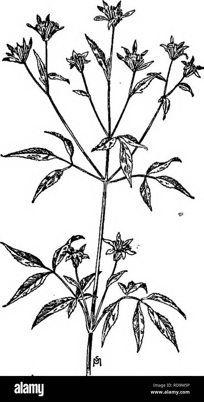 . Un manuel de mauvaises herbes : avec des descriptions de tous les plus pernicieux et problématiques des usines aux États-Unis et au Canada, leurs habitudes de croissance et de distribution, avec des méthodes de contrôle . Les mauvaises herbes. COMPOSITAE {famille composée) 473 TIQUES BEGGAR-frondbsa Bidens L., autres noms anglais : Bur Marigold, bâton à la main, Devil's Bootjack, Pitchfork Lutte contre les mauvaises herbes. Native. Annuel. Se propage par graines. Temps de floraison : Juillet à septembre. En temps des semences : août à octobre. Portée : l'ensemble des États-Unis et le sud de l'Amérique britannique. Habitat : sol humide ; les jardins, champs, pâturages, le long des routes et dans les lieux. Tous les Bidens Banque D'Images