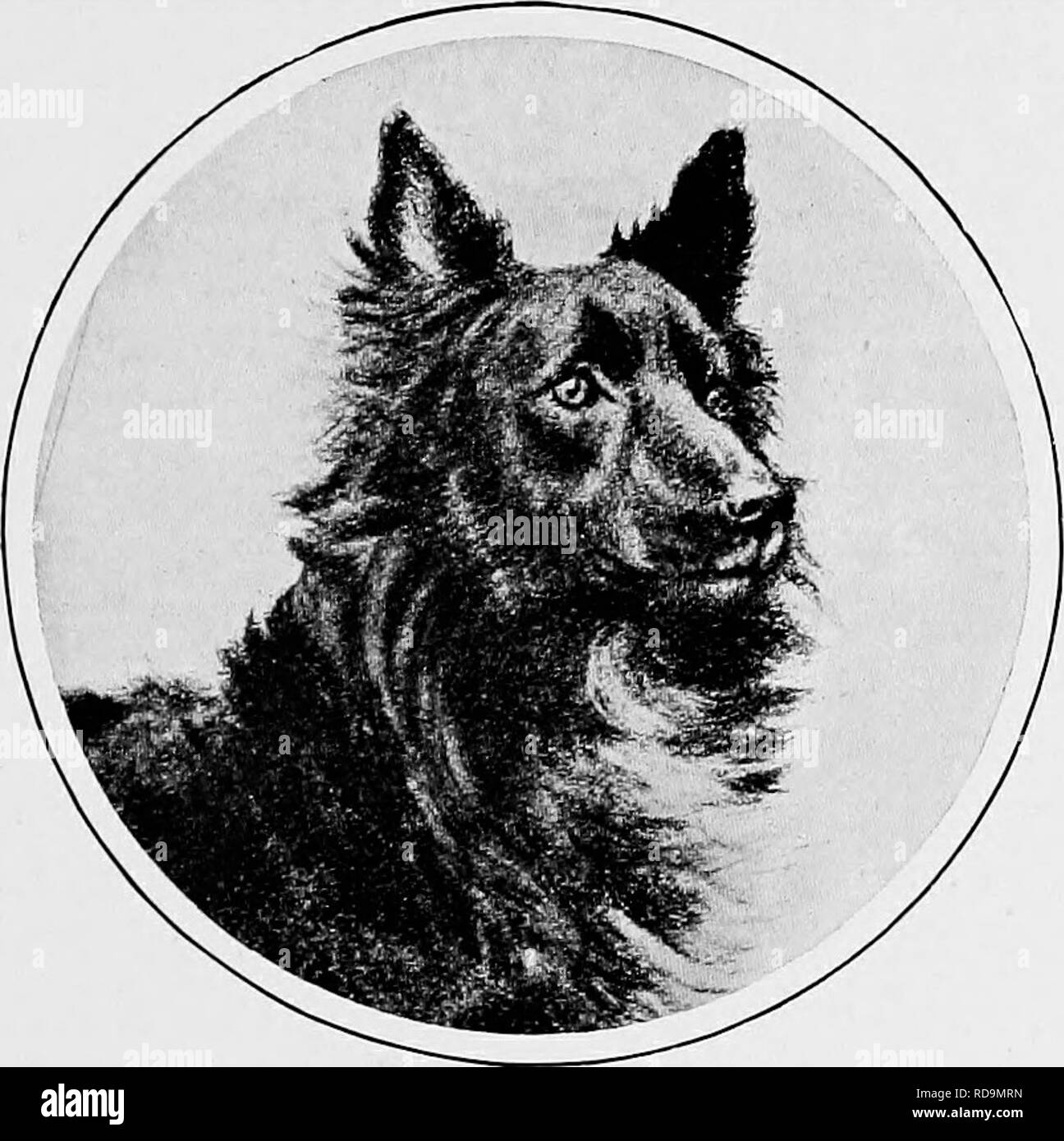 Le Nouveau Livre Du Chien Une Histoire Naturelle De La Les