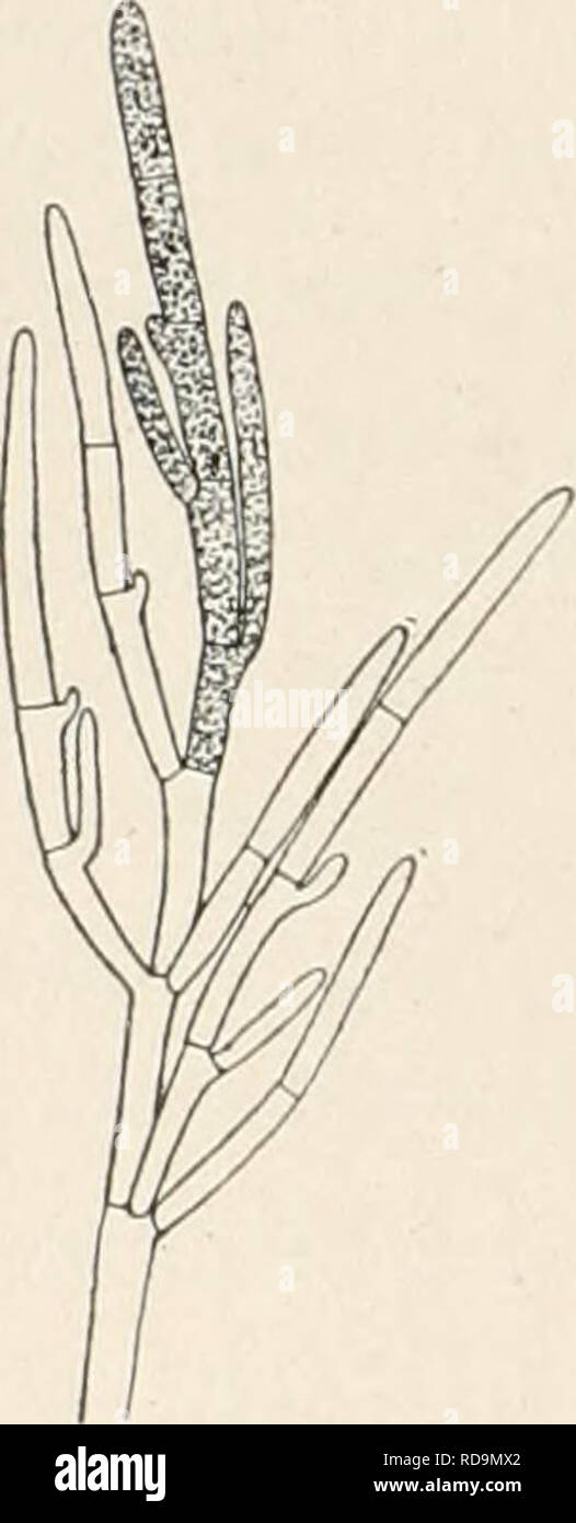 . Einführung in die Biologie. La biologie. Fig. 17. a et b Vaucheria repens, c V. geminata. b 150/1, a et c 35/1. Fig. 18. Cladophora glomerata. hornförmig eingekrümmt, 20/1 ; sie erzeugen zahlreiche blasse, zweiwimperige Schwärmer, die durch die Spitze verschleimte Eisäcke dans die eindringen. Bei anderen sind Arten und ein endständiger Eisäcke 1907-1988 Samen- sac auf einem kurzen Seitenast vereinigt (c). Befruchteten Eisäcke die, die sich Eizelle en à mit einer dicken Haut umgeben hat, lösen sich vom Faden ab, ruhen und eine Zeitlang keimen dann zu einem Faden aus. Ungeschlechtlichem Weg auf Banque D'Images