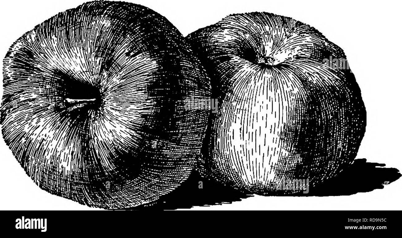 . Entretien des jardins : un guide pratique pour la réalisation de motifs d'accueil et la croissance des fleurs, des fruits et des légumes pour une utilisation à domicile . Le jardinage. APPLH 419 pour le sud et le sud-ouest les variétés nommées dans la liste suivante sont de valeur : - début. - Juin rouge, jaune, rouge transparent Astrachan, été reine, Benoni, Oldenburg, Gravenstein, Maiden Blush, Earlyripe*, Williams,* Début de Cooper,* Cheval.. 272. La Wagener. De l'automne. - Haas, fin fraise, Oconee, Rambo, Peck (Peck) agréable, Carter Bleu, Bonum,* Smokehouse,* Hoover.. Veuillez noter que ces images sont extraites de la page numérisée im Banque D'Images