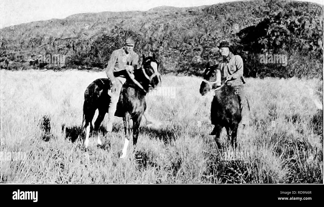 . Par le coeur de la Patagonie. L'histoire naturelle. Rond ET SUR LE LAC BUENOS AIRES 135. Les chevaux récupérés pour une grande taille enflée, le loup se glissa dans les dix mètres et avait un regard sur moi. Je me suis levé et j'ai boité partout pour mon fusil, mais mes mouvements n'a pas du tout l'air d'discompose sa sérénité. Il a même plus avancée, et n'a pas montré la moindre peur de moi. Cette qualité d'intrépidité est très marqué dans la cordillère des loups, qui le possèdent dans une plus grande mesure que  - la pampa renards. À une occasion, lorsqu'un loup s'établit ainsi à nos pro- gate camp, mon grand deerhound, Tom, avait couru à lui, un Banque D'Images