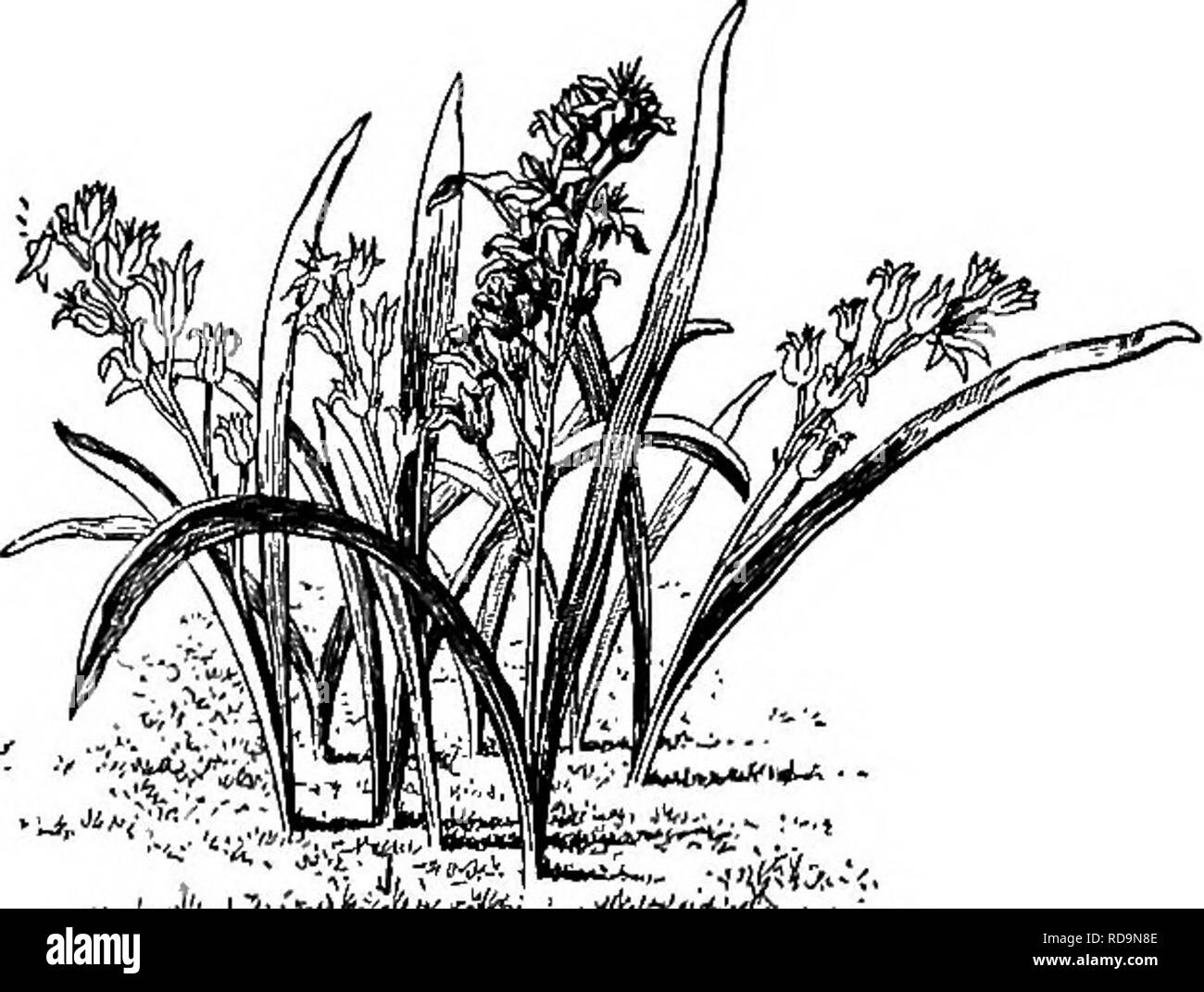 . Entretien des jardins : un guide pratique pour la réalisation de motifs d'accueil et la croissance des fleurs, des fruits et des légumes pour une utilisation à domicile . Le jardinage. Les plantes ornementales^ 283 ampoules tous ces ampoules peuvent être plantés dès qu'ils sont matures, mais en pratique ils sont conservés jusqu'à la fin septembre ou octobre avant d'être mis dans le sol, comme rien n'est gagné par l'usine antérieure- ment, et, de plus, le sol n'est généralement pas en mesure de les recevoir jusqu'à ce qu'une autre culture est supprimée. Ces ampoules sont plantés à l'automne (1) parce qu'ils restent mieux dans le sol que lorsqu'il est conservé ; (2) parce qu'ils se t Banque D'Images