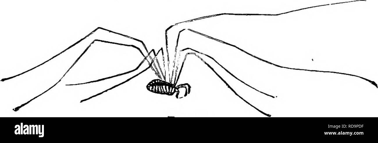 . La vie d'insectes ; une introduction à l'étude de la nature et un guide pour les enseignants, les étudiants et autres personnes intéressées par la porte de la vie. L'entomologie, l'étude de la Nature. La vie routière. 233 (Fig. 201), bien que certaines espèces ont relativement courts. Ils se nourrissent de petits insectes, notamment les pucerons, et sont parfaitement inoffensives.. Fig. 201, c'est une pratique courante avec les enfants d'attraper ces créatures et leur dire, " Grand-père-gris- barbe, me dire où les vaches sont ou je vais te tuer ! " Comme le pauvre animal effrayé ses points jambes dans toutes les directions dans ses efforts frénétiques pour s'échapper, il gagne habituellement Banque D'Images