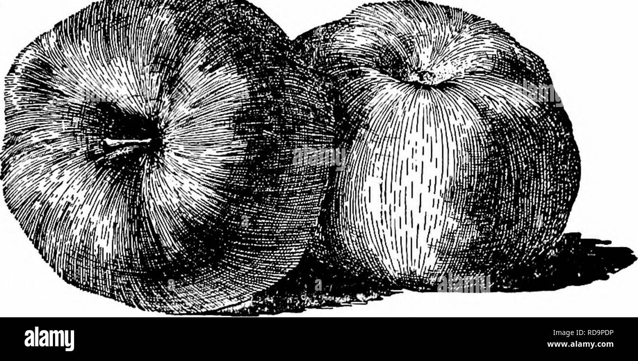 . Manuel de jardinage ; un guide pratique à l'établissement d'accueil et de la culture des fleurs, des fruits et des légumes pour une utilisation à domicile. Le jardinage. 419 APPLE pour le sud et le sud-ouest les variétés nommées dans la liste suivante sont de valeur : â tôt. Â juin rouge, jaune, rouge transparent, Astraehan Reine de l'été, Benoni, Oldenburg, Gravenstein, Maiden Blush, Earlyripe*, Williams,* Début de Cooper, Cheval*. '"11111* St..  : ; :rM&amp ;. 272. La Wagener. De l'automne. Ââ Haas, fin fraise, Oconee, Rambo, Peck (Peck) agréable, Carter Bleu, Bonum,* Smokehouse,* Hoover. WmmJi 273. Pewaukee Apple. L'hiver. Banque D'Images