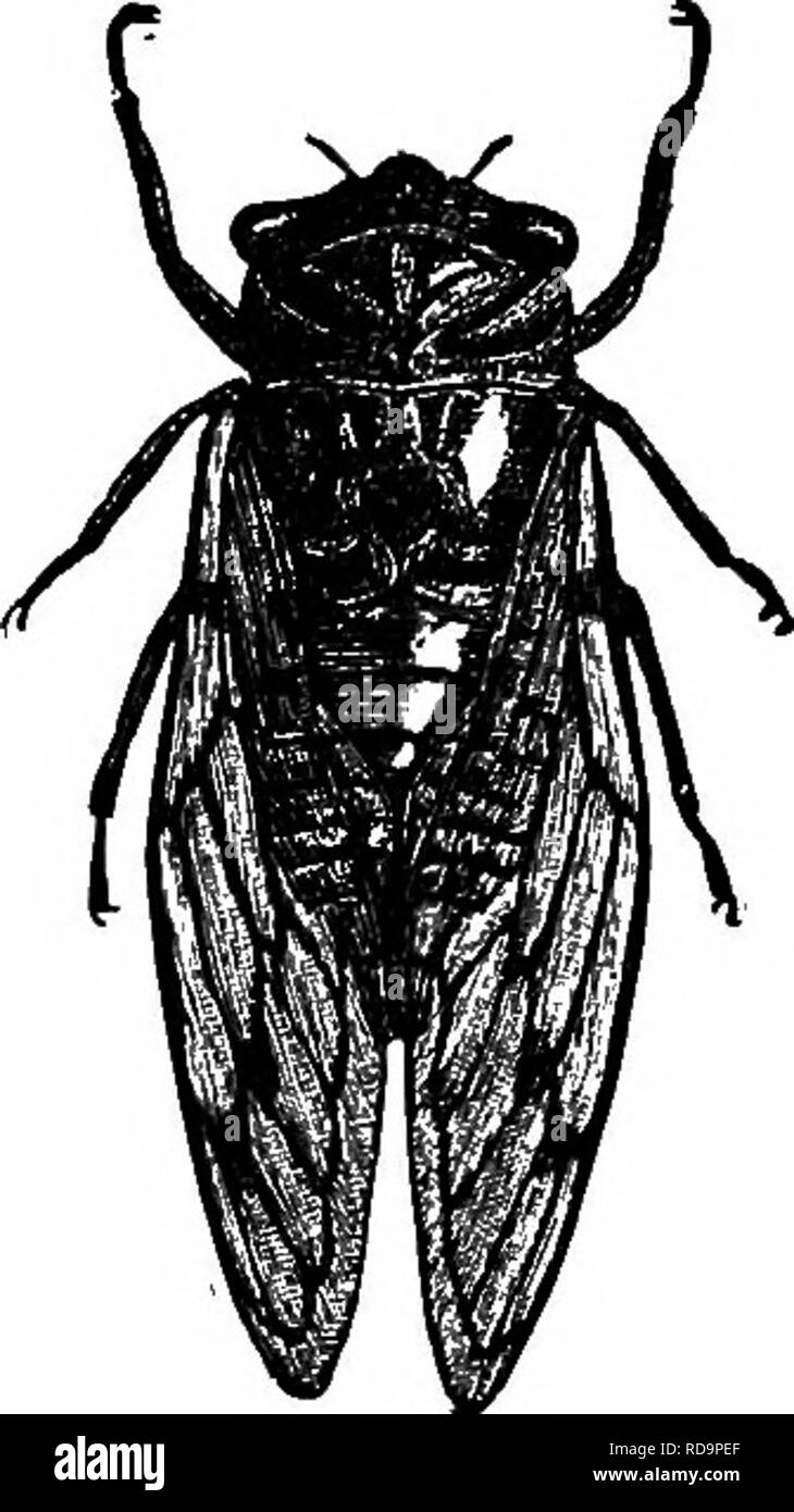 . La vie d'insectes ; une introduction à l'étude de la nature et un guide pour les enseignants, les étudiants et autres personnes intéressées par la porte de la vie. L'entomologie, l'étude de la Nature. 2l8 LA VIE DES INSECTES. Divers insectes forestiers. Les Cigales. Le cri des cigales, les gens de l'été rendant leur pin vit une chanson incessants.-Byron. Oiir les espèces plus communes des cigales sont grands insectes, mais comme les larves vivent dans le sol, et les adultes passent la plupart de leur temps en hauteur entre les branches des arbres, qu'ils attireraient compara- ment peu d'attention si ce n'était pas de leurs chansons. L'étudiant d'insectes forestiers, cependant, est s Banque D'Images