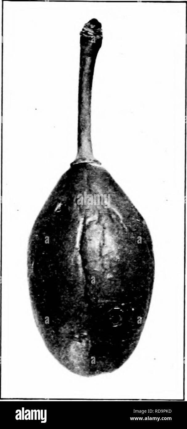 . Insectes nuisibles : la manière de reconnaître et de les contrôler . Les insectes nuisibles ; les insectes nuisibles. 332 NUISIBLES DU OBCHARD AXD S injurj FRUITS sera en grande partie éviter-. Le matériel devrait être appliqué de façon approfondie et avec suffisamment de vigueur. La prune le {Conotrachelus nenuphar Herbst.) Les fruits de prunes, de pommes, et cherrj^, et parfois de pêche, font l'objet d'après accidents du travail' par ce ravageur. Round ou des perforations en forme de croissant sont faites dans les côtés du fruit par les dendroctones adultes dans l'alimentation et l'oeuf lajing. L'intérieur du fruit un ver ou grub se développe. Les perforations faites par l'adulte sont de deux sortes. Dans l'alimentation, le coléoptère Banque D'Images