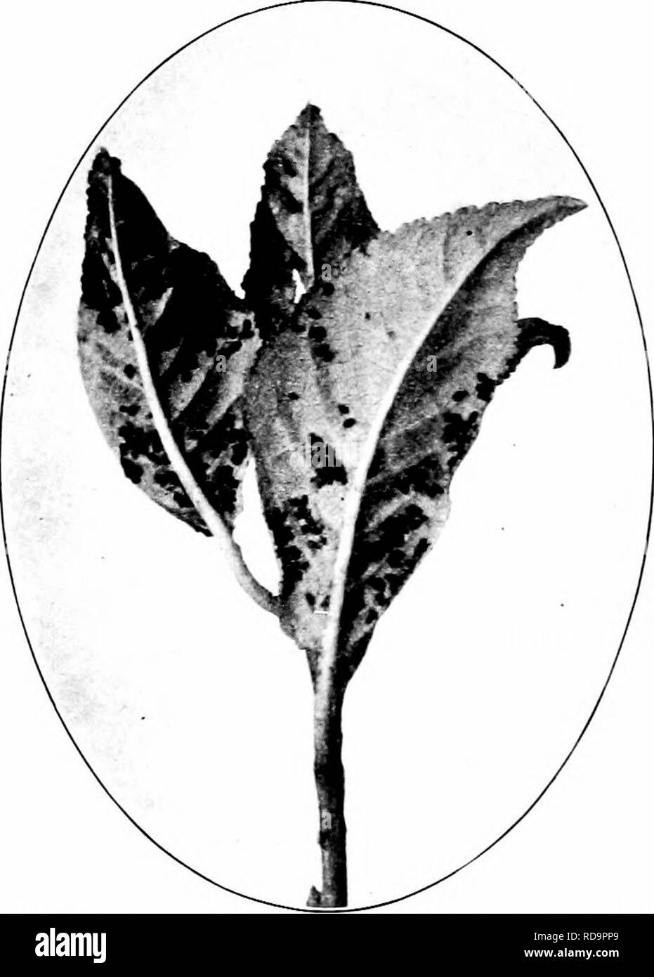 . Insectes nuisibles : la manière de reconnaître et de les contrôler . Les insectes nuisibles ; les insectes nuisibles. 318 NUISIBLES DU VERGER ET LES PETITS FRUITS au printemps sont vert foncé ou rouge, et LaA-e miel jaune tubes tout au long. Les fourmis sont susceptibles d'être trouvés dans le cours sur l'une de ces pucerons. Ils viennent d'obtenir la substance que l'uce excréter, communément appelé " miellat." Le contrôle de ces insectes est mieux assurée par prompt apphcation d'un insecticide de contact dès que le HCE sont fcst vu. Ils sont facilement tués par sprapng avec décoction de tabac, ou 7  % kero- émulsion sene, prenant soin de faire un tho Banque D'Images