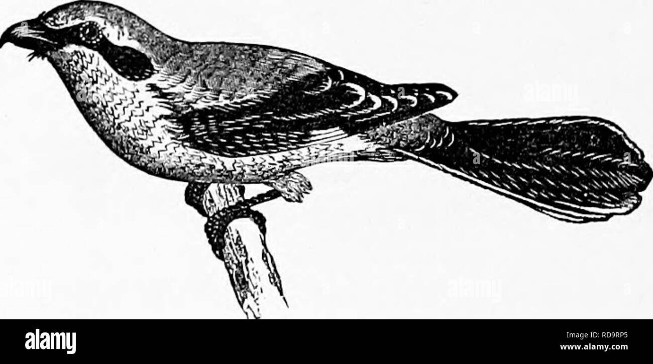 . Zoologie : pour les étudiants et les lecteurs en général . Zoologie. Fig. 478.-pie.-De Couep'.. Fig. 479,-Boucherie-oiseau.-de' Couw. Clé nid suspendu, couleurs éclatantes, et l'une chanson animée de nos oiseaux les plus intéressants ; tandis que le roseau-oiseau du. Veuillez noter que ces images sont extraites de la page numérisée des images qui peuvent avoir été retouchées numériquement pour plus de lisibilité - coloration et l'aspect de ces illustrations ne peut pas parfaitement ressembler à l'œuvre originale.. Packard, A. S. (Alpheus Spring), 1839-1905. New York : Henry Holt Banque D'Images . Zoologie : pour les étudiants et les lecteurs en général . Zoologie. Fig. 478.-pie.-De Couep'.. Fig. 479,-Boucherie-oiseau.-de' Couw. Clé nid suspendu, couleurs éclatantes, et l'une chanson animée de nos oiseaux les plus intéressants ; tandis que le roseau-oiseau du. Veuillez noter que ces images sont extraites de la page numérisée des images qui peuvent avoir été retouchées numériquement pour plus de lisibilité - coloration et l'aspect de ces illustrations ne peut pas parfaitement ressembler à l'œuvre originale.. Packard, A. S. (Alpheus Spring), 1839-1905. New York : Henry Holt Banque D'Images