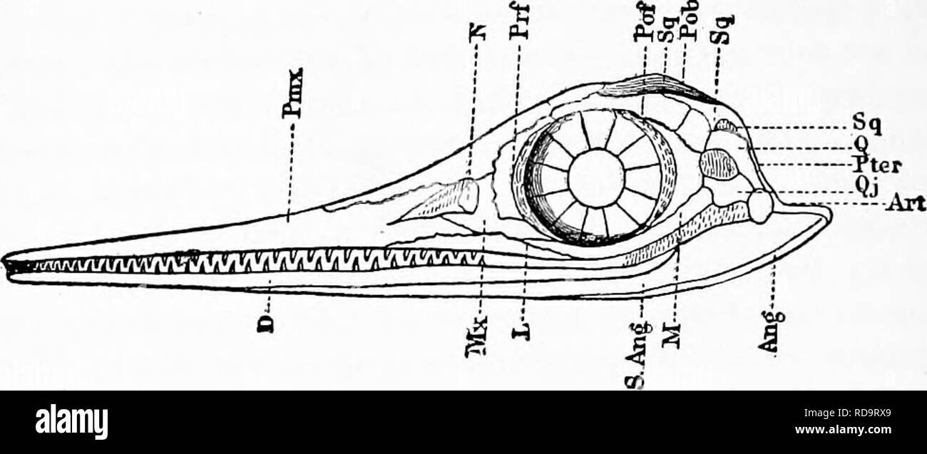 . Zoologie : pour les étudiants et les lecteurs en général . Zoologie. Zoologie 513. Le Ichtliyosaurs ont été reptiles colossal de deux à treize mètres (six à fortj pieds) de longueur, la natation m l'océan par quatre membres de pagaie comme composé de 6 rangées d'os ; numérique. Fig. 448.-crâne d'Tchihyosauru ?  ; Vue latérale. Pmx, os prémaxillaires ; Mx, maxillaire ; jV, nasal ; Fr ; frontal, préfrontal, Prf ; Pof, postfrontal ; /&gt ;", pariétale ; X, M ; lacrymale ; malar, QJ, quadratojugal ; Q, qua'drate ; Pob^ squamosales ; postorbitaire, sq ; D, os dentaire ; Ang, angulaire ; Art ; articulaire, S. Ar, subarticular pteryg ; Pier, Banque D'Images