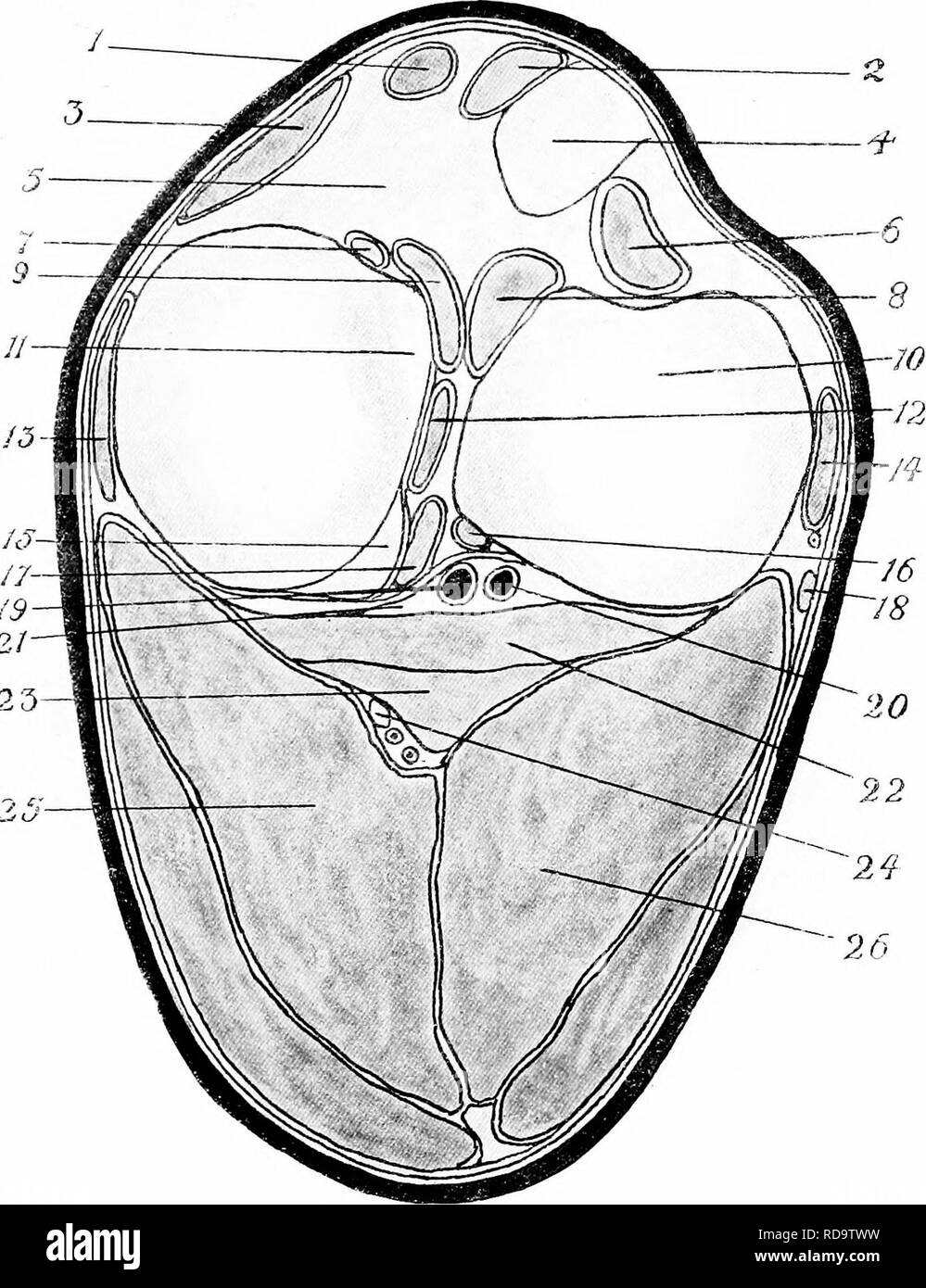 . L'Anatomie chirurgicale du cheval ... Les chevaux. La planche V'II.-section transversale de l'étouffer à gauche, indiquant des os, des ligaments, les vaisseaux poplités et Ner'es, et les muscles principaux I. Milieu tout droit ligament rotulien. 2 et 3. Idem externes et internes. 4. Partie extérieure de tubérosité antérieure de til)ia. 5. Le tissu adipeux. 6. Tendon du muscle extenseur commun pedis et division des metatarsi tendineux fléchisseur, avec son fourreau. 7 et 12. Coronar antérieur et postérieur}- les ligaments du disque interne. 8 et 16. Idem de disque extérieur. 9. En- sertion du ligament crucial antérieure, 10. Tubérosité externe Banque D'Images