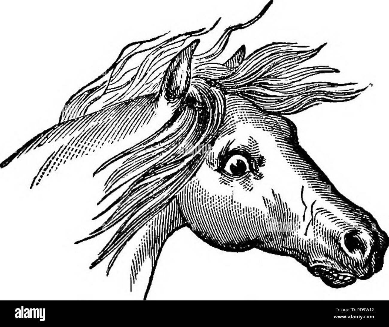 . Les chevaux : leur alimentation et leurs pieds. Un manuel de l'hygiène. Les chevaux, les chevaux. Leur ALIMENTATION ET LEURS PIEDS. 143 La pièce tombe sur les quarts, ou un parapluie est relevé derrière ou le sifflet d'une locomotive à vapeur est entendu, si le cheval a été démontré ou introduits avec précaution pour ces choses, il ne sera pas gravement perturbé par eux ; alors que leur événement soudain peut être productive d'effets persistants et plus dangereux. " En troisième lieu, par rapport à l'enseignement de la signification des sons ou des mots de commande, en utilisant la langue de Monsieur Magner, ''il est évident que si un homme devait s'asseoir. Fi Banque D'Images