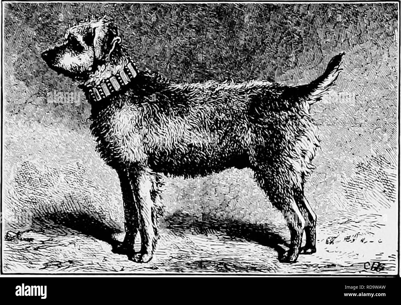 Le Nouveau Livre Du Chien Une Histoire Naturelle De La Les