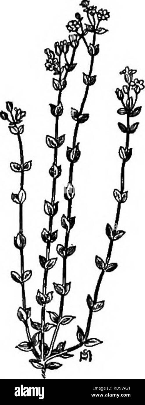 . Un manuel de mauvaises herbes : avec des descriptions de tous les plus pernicieux et problématiques des usines aux États-Unis et au Canada, leurs habitudes de croissance et de distribution, avec des méthodes de contrôle . Les mauvaises herbes. CARYOPHYLLACEAE (ROSE) DE LA FAMILLE 137 pédicelles tombent dès que la graine commence à se former. Capsule ou dosette avec cinq soupapes, qui sont en face les sépales. De nombreuses graines, noir mat, petit, rond, plat, marquée d'une marge brute, renforcé avec des boutons très minute ; ils sont souvent à l'impureté de l'herbe et de trèfle ; ils possèdent également la vitalité longue quand dorment dans la terre sèche. (Fig. 88.) les moyens d'empêcher le contrôle Banque D'Images