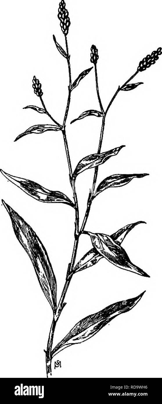 . Un manuel de mauvaises herbes : avec des descriptions de tous les plus pernicieux et problématiques des usines aux États-Unis et au Canada, leurs habitudes de croissance et de distribution, avec des méthodes de contrôle . Les mauvaises herbes. POLYQONACEAE (famille) 103 introduit. Annuel. Se propage par graines. Temps de floraison : Juin à Octobre. Temps de graines : de juillet à novembre. Plage : tout le Continent américain, sauf l'extrême nord, et dans la plupart des régions du monde. Habitat : sol sec ou humide. Presque toutes les cultures. envahit Les graines de cette mauvaise herbe forment l'une des impuretés les plus communes de graines commerciales, en particulier de rouge cl Banque D'Images