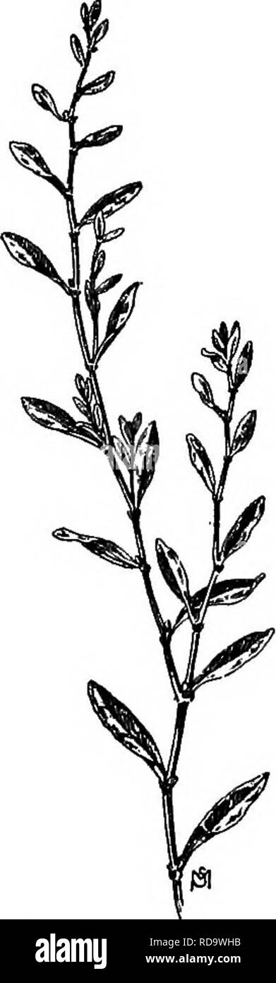. Un manuel de mauvaises herbes : avec des descriptions de tous les plus pernicieux et problématiques des usines aux États-Unis et au Canada, leurs habitudes de croissance et de distribution, avec des méthodes de contrôle . Les mauvaises herbes. POLYOONAOEAE {FAMILLE) 97 renouée rampante, Polygonum aviculare L. Autres noms anglais : Doorweed, Knotgrass, Matgrass. Native. Annuelle ou pérenne. Se propage par graines. Temps de floraison : Juin à Octobre. Temps de graines : de juillet à novembre. Plage : presque partout en Amérique du Nord, Europe, Asie et Habitat : Terres cultivées, yards, le long des routes et dans les lieux. A social, presque domestiqué, lutte contre les mauvaises herbes, Banque D'Images