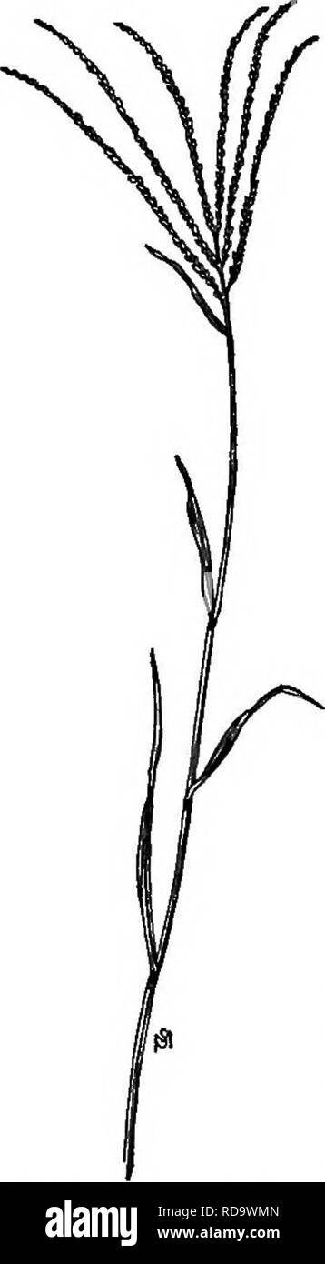 . Un manuel de mauvaises herbes : avec des descriptions de tous les plus pernicieux et problématiques des usines aux États-Unis et au Canada, leurs habitudes de croissance et de distribution, avec des méthodes de contrôle . Les mauvaises herbes. 26 Gramineae (famille des graminées). Le professeur Spillman a réussi à embellir un terrain de Johnson- herbe dans une année, sans perte de l'utilisation du sol, par un sys- tème de labours d'automne, avec une charrue tournant capable de transformer chaque pouce de la SOD, le hersage à fond dans le but de desserrer le sol, puis de supprimer les porte-greffes avec un outil appelé une racine-digger, ou l'herbe-HOE. Cette méthode Banque D'Images
