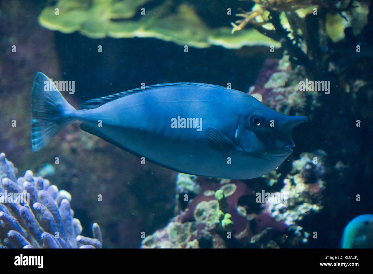 Close-up d'un poisson bleu avec le nez dans l'aquarium Banque D'Images