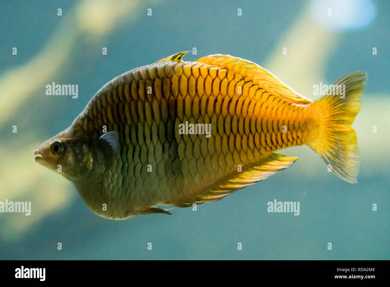 Une nage du poisson jaune dans l'aquarium Banque D'Images