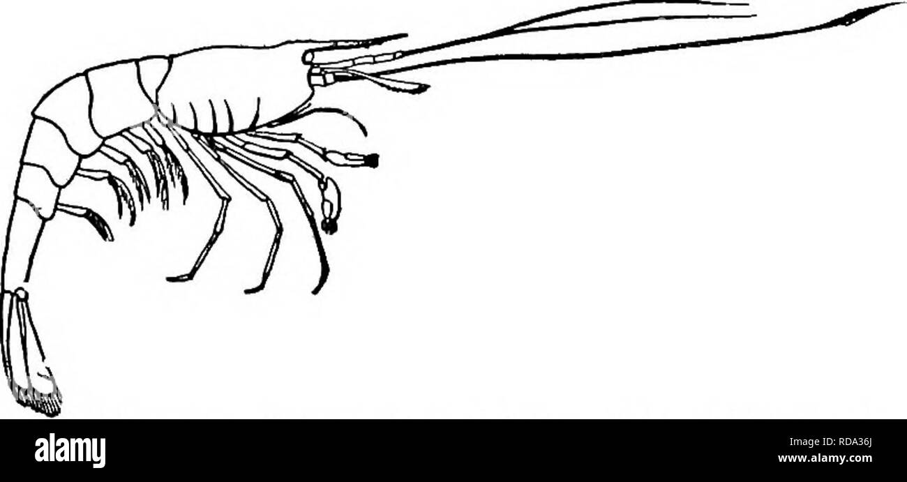 . La biologie d'eau douce. Biologie des eaux douces. Les Crustacés MALACOSTRACÉS (supérieur) 84s 30 (31) de pinces, subequal peraeopods faible, les doigts avec la borne sèche- Tufts. AxYIDAE la famille. Seules les espèces en Amérique du Nord. Palaemonias ganteri Hay 1903. Un typique et char- acteristic - groupe d'eau douce, abondants dans les tropiques, mais certaines formes sont trouvés dans les régions tem- perate, et leur distribution est tout à fait particulier, ils ont été trouvés à plutôt localités isolées, Re- mote de l'autre. Cette discontinuité est une marque de l'antiquité du groupe. L'une de ces formes isolées est présent en Amer- ica, Pal Banque D'Images