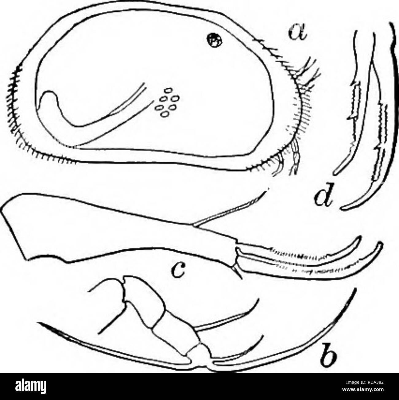 . La biologie d'eau douce. Biologie des eaux douces. 105 (106) Subtermlnal crabot de furca décidément en forme de S (Fig. 1296 d). Candona simpsoni Sharpe 1897. Longueur 0,73 mm., hauteur 0,31 mm, largeur 0,29 mm. Blanc jaunâtre. La vanne gauche chevauche la droite. Les marges supérieure et inférieure de presque parallèles. Furca incurvé, stout, sept fois plus longue que large avec la griffe subterminale décidément en forme de S - un caractère marqué. Seta dorsale deux fois la largeur de la furca de griffe subterminale, et les deux tiers de sa longueur. Bas formes de lacs et de rivières, étangs et rives ; printemps et autunm. lUinois. Fig. 1296. Candona simpsmti. [A) Tr Banque D'Images