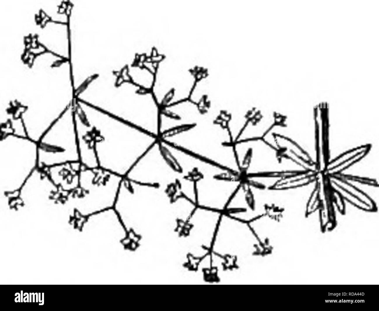 . Gray's nouveau manuel de botanique. Un guide des plantes à fleurs et de fougères de l'Europe centrale et nord-est des États-Unis. La botanique. BUBIACBAE MADDEK (famille) 749 8. Kamtsch G.&amp;Steller ticum. Tiges faibles, principalement glabres, de 1 à 3 dm. de long ; feuilles orbiculaires à oblongues-ovales, mince, 1-3 cm. de long, légèrement pilose mince-pedioeled ; fleurs ; corolle glabre, blanc jaunâtre, ne tourne pas sombre, ses lobes aigus simplement. -Mts. du Cap-Breton I., Qué., N. E. et N. Y. (E. En Asie.) t'" 9. 6. circadzans Michx. (Liqdorick sauvages.) plus ou moins pubescents, 3. dm ; haut varyin feuilles ovales, Banque D'Images