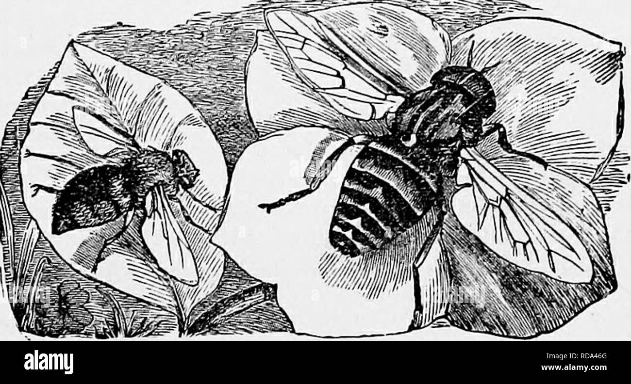 . L'histoire naturelle populaire . Zoologie. Grande grue-FLY.-(L'Tifulagigantea.) il y a quelques années Blackheath Park était tellement infestés avec eux, que dans le début de l'automne, le sol était couvert d'une bonne épaisseur avec le cas de la pupe vide échappé insecte.. gad et cutérèbres. Le côté gauche figure sur l'illustration représente le BreezE- FLY, un célèbre exemple britannique de l'Tabanidse. Il est également connu sous le nom populaire de Gad-fly et Cleg, comme dans les moustiques, le p o. Veuillez noter que ces images sont extraites de la page numérisée des images qui peuvent avoir été retouchées numériquement pour plus de lisibilité - c Banque D'Images