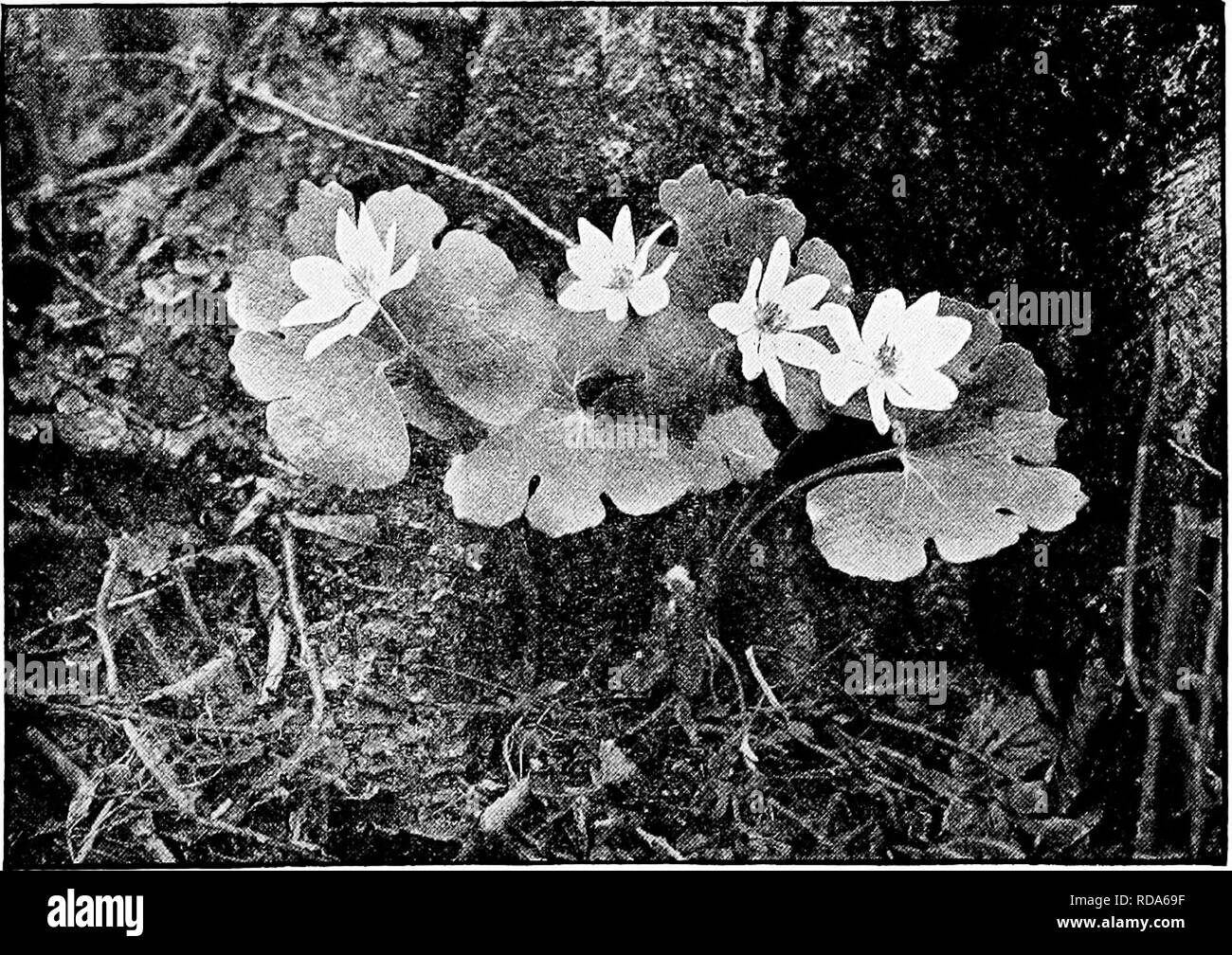 . Manuel d'étude de la nature pour les enseignants et les parents, en fonction de la nature de l'étude de Cornell de dépliants. L'étude de la nature. Étude Wild-Flower S05 Le jus est âcre, et la sanguinaire n'est pas reUshed comme nourriture par les animaux au pâturage, mais il est utilisé par nous comme un médicament. La sanguinaire-méthode peut, à l'automne, les transplanter dans un pot de terre Woods, en prenant garde de ne pas déranger ses racines. Il doit être placé à l'extérieur dans un endroit protégé où il peut avoir des conditions naturelles, et être portée à l'école pour l'étude en mars, afin que l'ensemble de la loi de l'évolution des feuilles et fleurs peuvent être observés par Banque D'Images