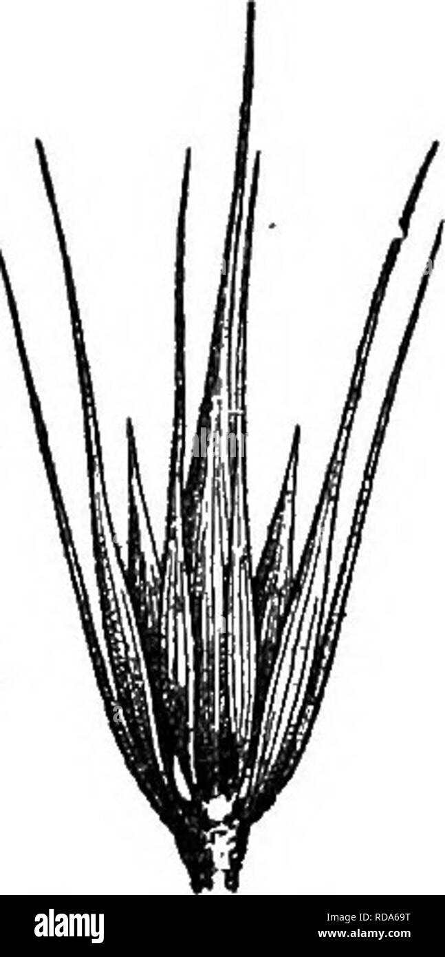 . Gray's nouveau manuel de botanique. Un guide des plantes à fleurs et de fougères de l'Europe centrale et nord-est des États-Unis. La botanique. 168 GEAMINBAE (famille des graminées ;). large et latérale de chaque paire d'épillets réduit à 1 à 3 arêtes propagation ; glumes ct épillets parfait awn-like, 3-6 cm. de long, l'épandage ; lemme 6-8 mm. de long, avec une arête aussi longtemps que les glumes ; toutes les arêtes très mince, scabres. Â Côte, Lab. de N. J. ; les prairies et la masse des déchets, en Ontario à 111., au Kansas, et westw. June-Aug. Â dix, un trouble- certaines mauvaises herbes. (Eurasie.) Fig. 190. 2. H. pusillum Nutt. Rapport annuel, de 1 à 4 dm ; feuilles de haut. Banque D'Images