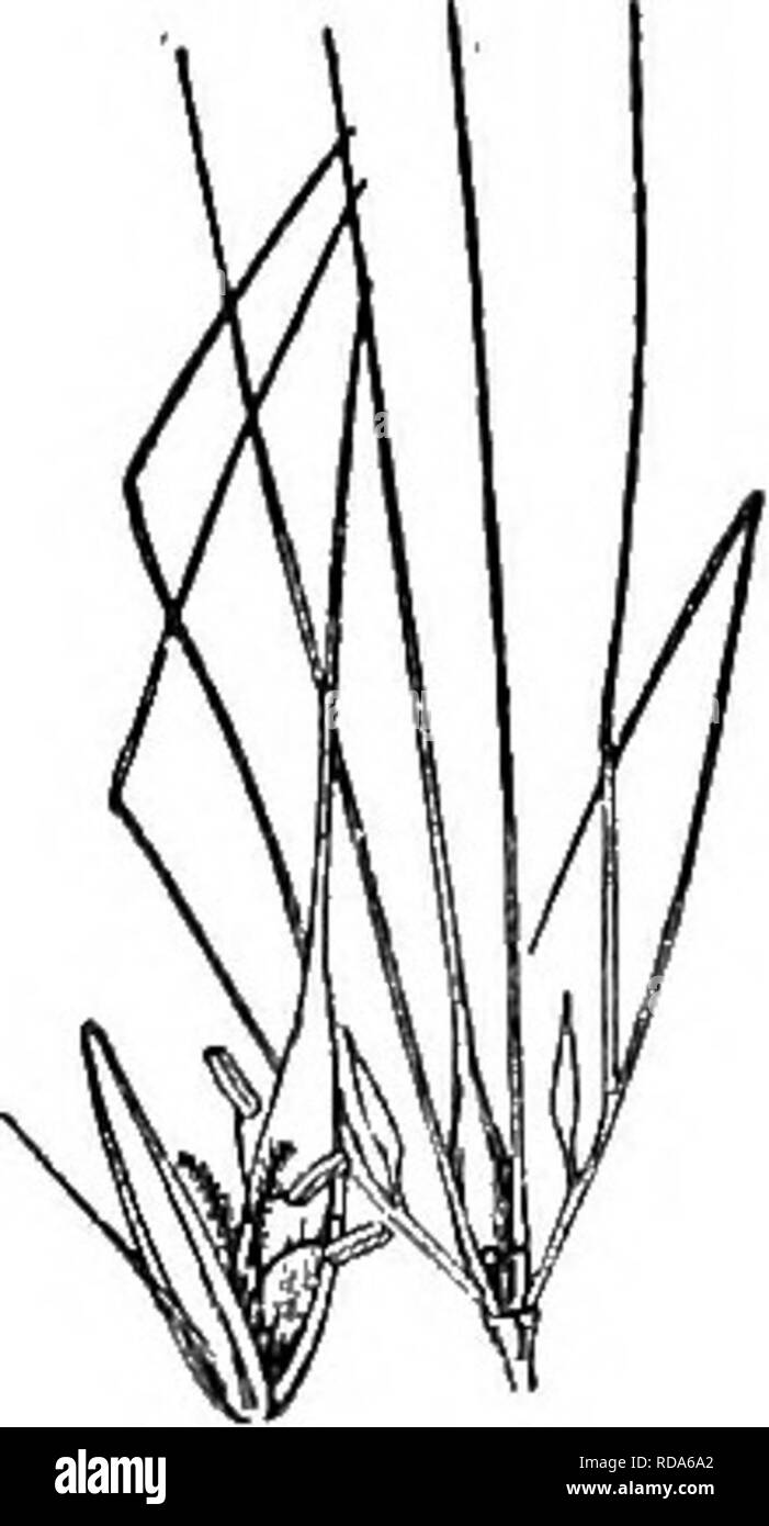 . Gray's nouveau manuel de botanique. Un guide des plantes à fleurs et de fougères de l'Europe centrale et nord-est des États-Unis. La botanique. GEAMINEAE (famille des graminées) 167 187. A. biflorum. Splkelet x3. haute ; feuilles souvent laxiste, 2-5 mm. de large ; Dense spike, 5-10 cm. de long, généralement teinté de violet ; glumes notablement 5-7- iierved, les marges minces et élargi au-dessus de la moyenne, assez brusquement rétréci en une courte arête ; Lemme 8 à 10 mm. de long, glabres ou presque, se terminant par une arête plus courte que lui-même. (.4. violaceuin Lange.) - Régions alpines de l'Wliite mts., L., ra pport supérieure. Banque D'Images