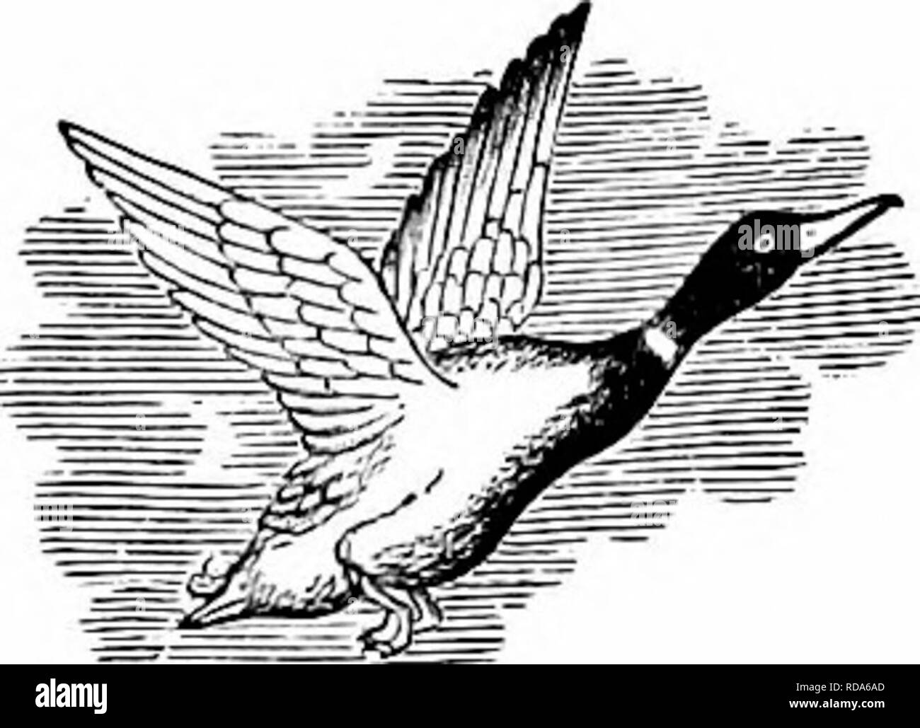 . Clé d'oiseaux de l'Amérique du Nord. Contenant des indications succinctes sur chaque espèce d'oiseau vivant et fossile connu à l'heure actuelle du continent au nord de la frontière du Mexique et des États-Unis, y compris le Groenland et Basse Californie, avec qui sont intégrées d'ornithologie générale : un aperçu de la structure et la classification des oiseaux ; et de l'ornithologie de terrain, un manuel de la collecte, la préparation et la conservation des oiseaux. Les oiseaux ; oiseaux ; 1887. PHCENICOPTEBID^ : flamants. 679 687. P. ru'ber. (Lat. règle, rouge. Fig. 469.) American Red Flamingo. $ adultes ? Plu- mage : Scarlet, les primaires et la plupart des Banque D'Images
