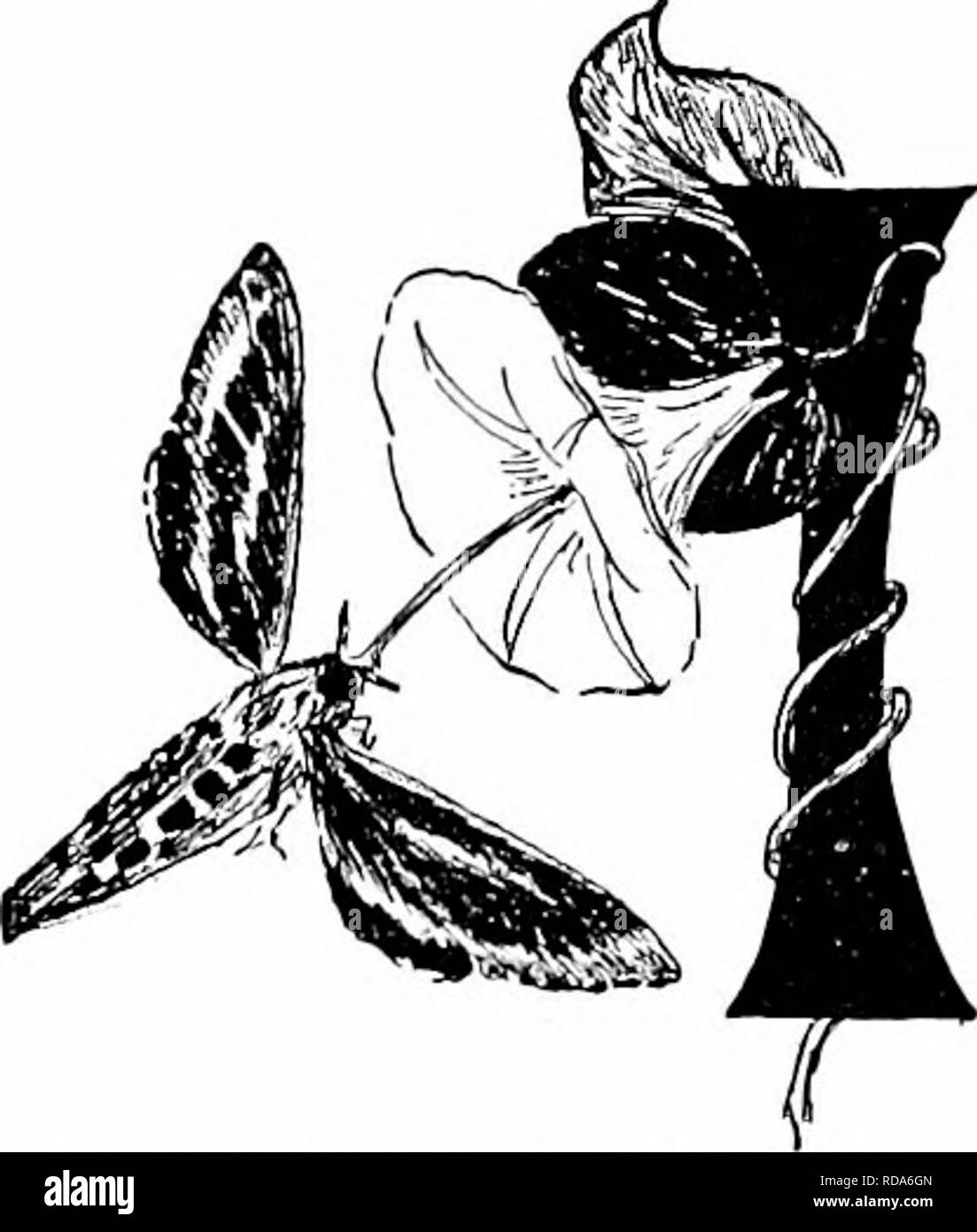 . Manuel d'étude de la nature pour les enseignants et les parents, en fonction de la nature de l'étude de Cornell de dépliants. L'étude de la nature. Manuel d'Naiure-Sttidy 494. Fleurs et d'INSECTES PARTENAIRES T'est sans doute vrai que même si les processus de pollenation et les dispositifs complexes de fleurs d'assurance il ne peut qu'être bien enseignée aux élèves plus âgés et seulement bien compris dans le coliag laboratoire8, pourtant il y a quelques faits simples qui yoinig encore l'enfant peut savoir, comme suit : I. Le Pollen est nécessaire pour rendre les graines se développer ; quelques fleurs ont besoin du pollen d'autres fleurs de même nature, pour rendre leurs graines g Banque D'Images