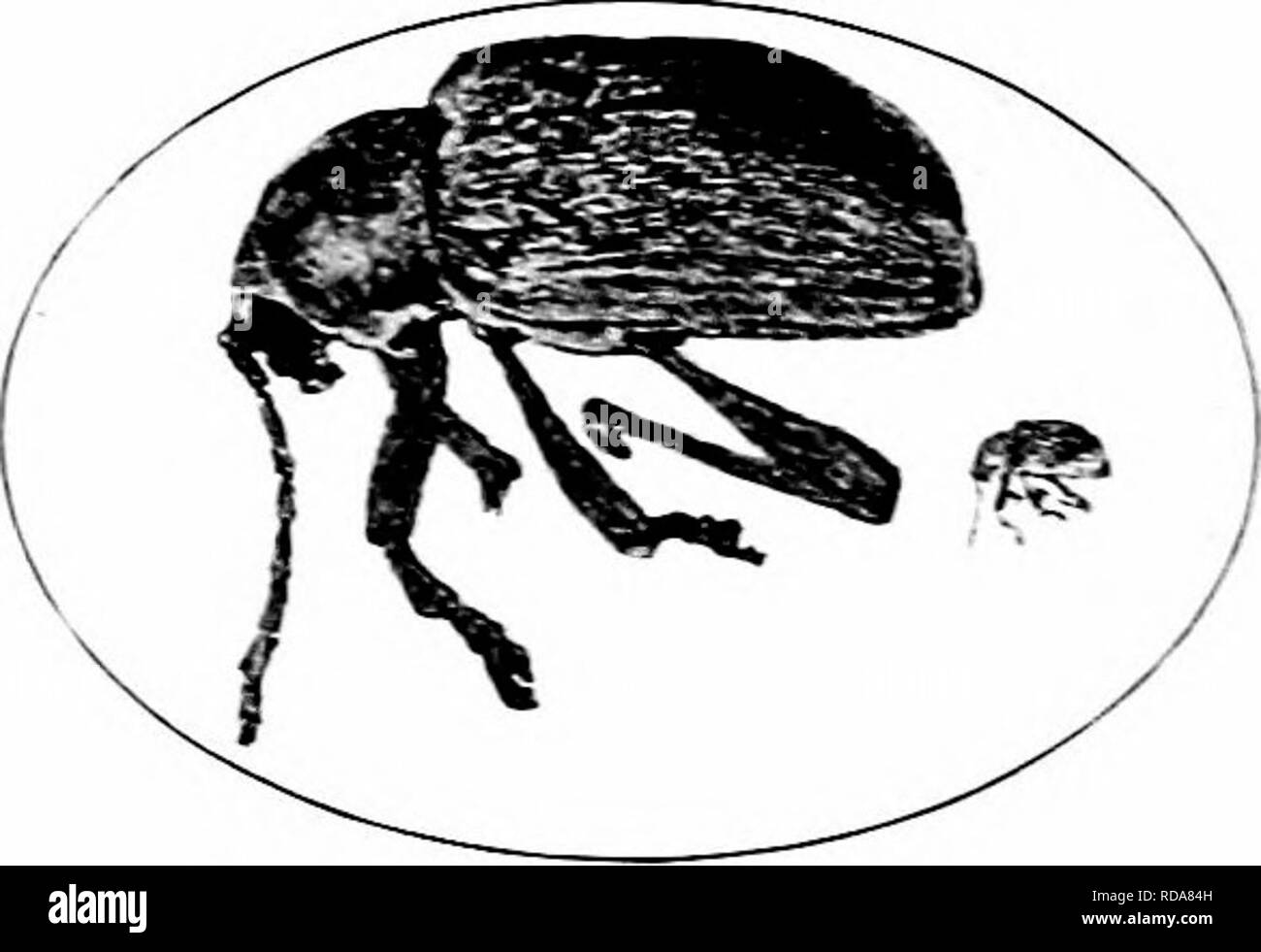 . Insectes nuisibles : la manière de reconnaître et de les contrôler . Les insectes nuisibles ; les insectes nuisibles. Fig. 366.-nymphe du raisin. ec'Iaspis. Grande et natu- ral taille. Original.. Fig. 367. - Le raisin Colaspis. Des profils, et élargi la taille naturelle. L'original. Le raisin Flea beetle-Haltica chahjhca j lUig.) au début de la saison de croissance, le gonflement des bourgeons de raisins sont mangés en et détruits, et que les feuilles tendres déplier tliev sont criblées. Wliieh resiionsil les coléoptères sont.ile de ces dommages sont petites, steely-. Veuillez noter que ces images sont extraites de la page numérisée des images qui peuvent avoir été numériquement Banque D'Images
