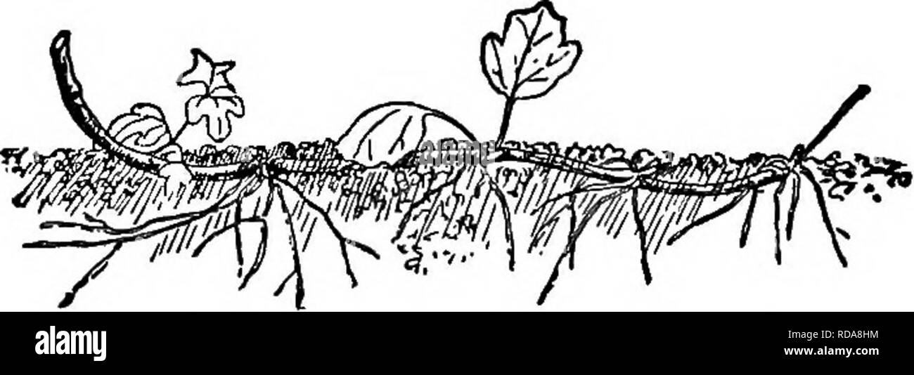 . La pépinière-livre ; un guide complet pour la multiplication de plantes ... Jardinage ; propagation des plantes. 2S. Pointe de framboise (x 1 à 5). framboises noires se propage naturellement par le biais de ces couches, et il est nécessaire que, dans la plupart des cas, d'amener le sol dans un état moelleux lorsque les extrémités commencent à toucher le sol, afin qu'ils puissent trouver un point d'ancrage. Cette stratification en insérant le point de croissance a l'avantage de produire une très forte » » couronnes ou les plantes à l'automne de pousses ou de cannes de la même année, et il devrait être plus généralement pratiqué. Même les groseilles, gooseberrie Banque D'Images